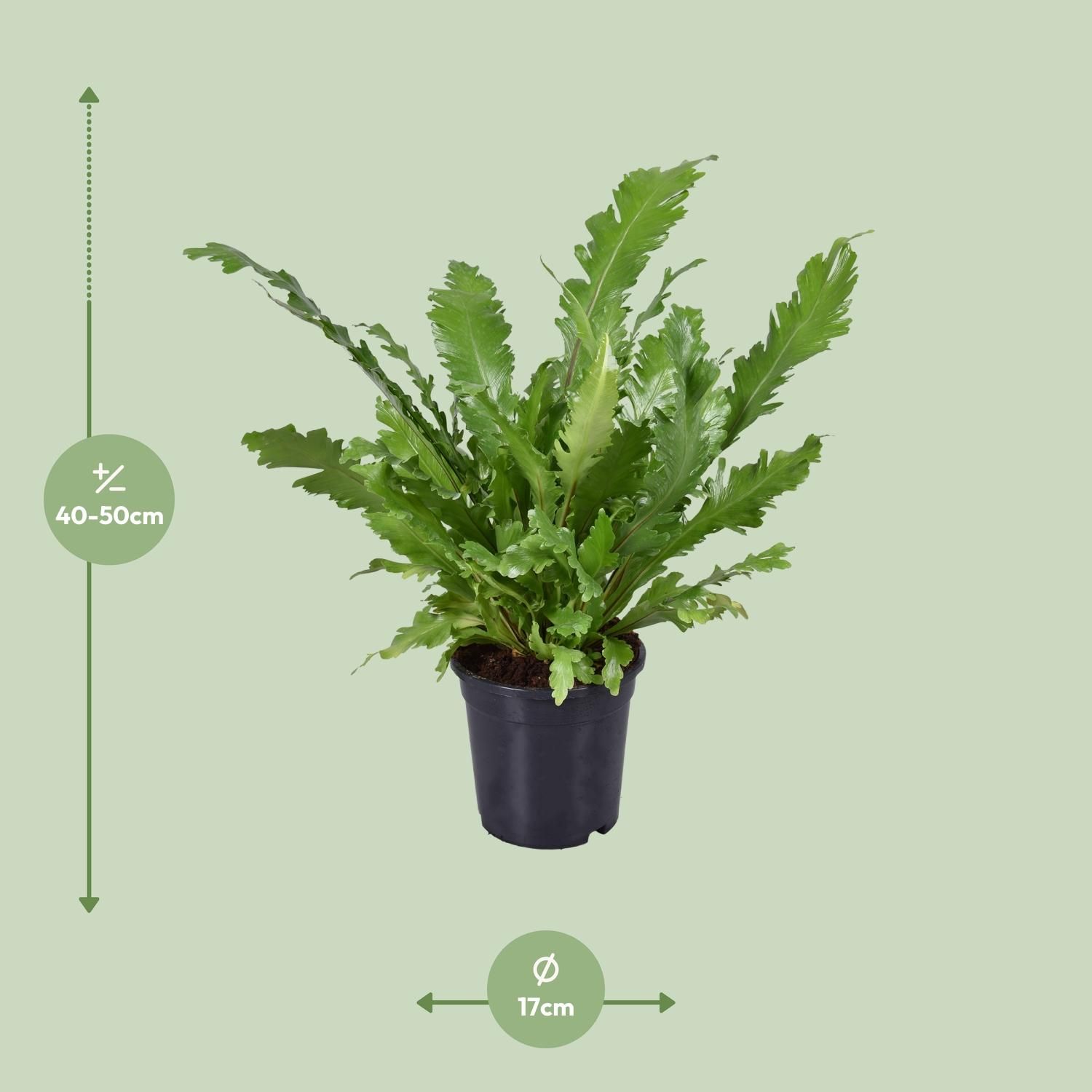 Asplenium Nidus (9741)