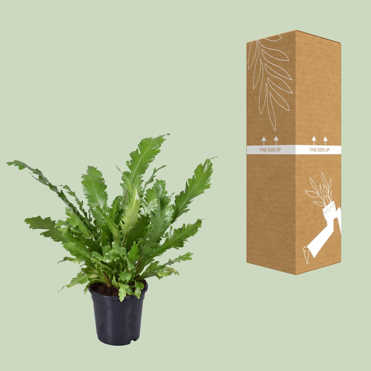 Asplenium Nidus (9741)