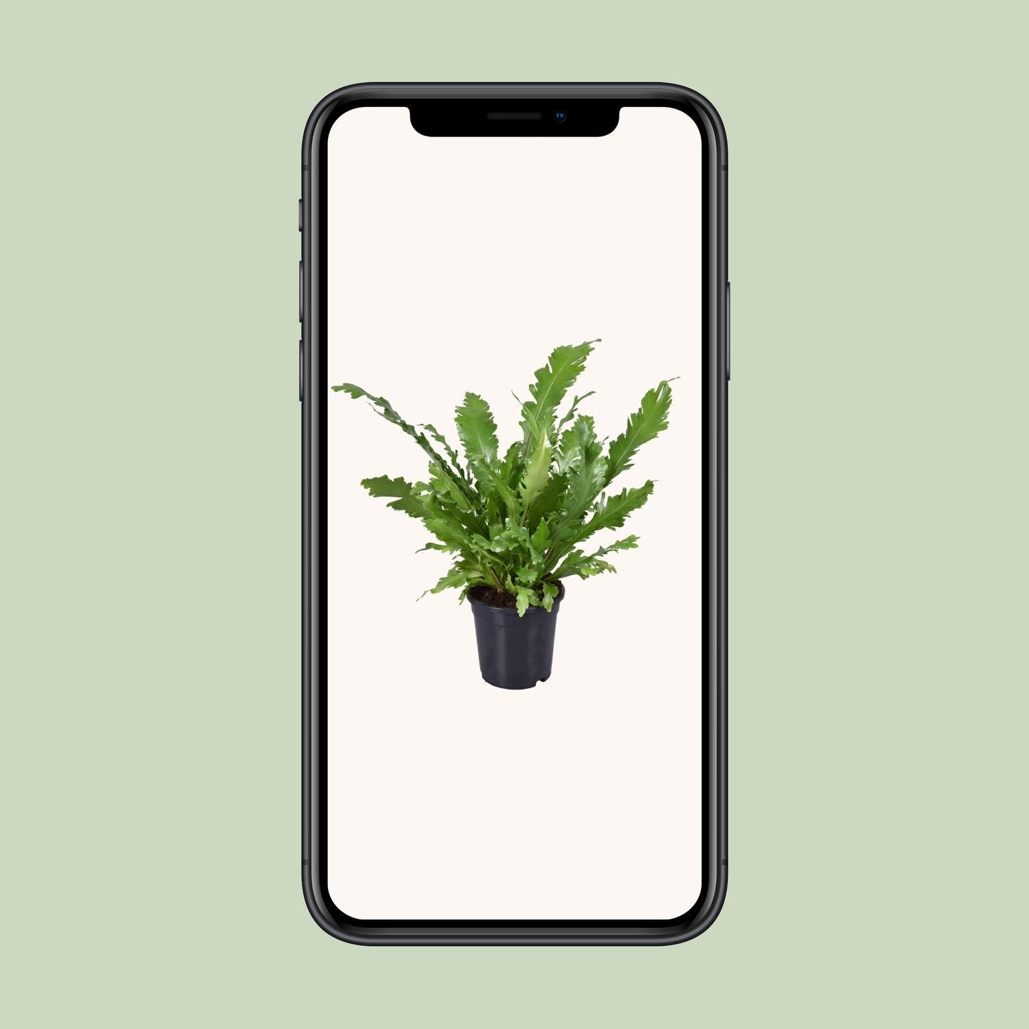 Asplenium Nidus (9741)