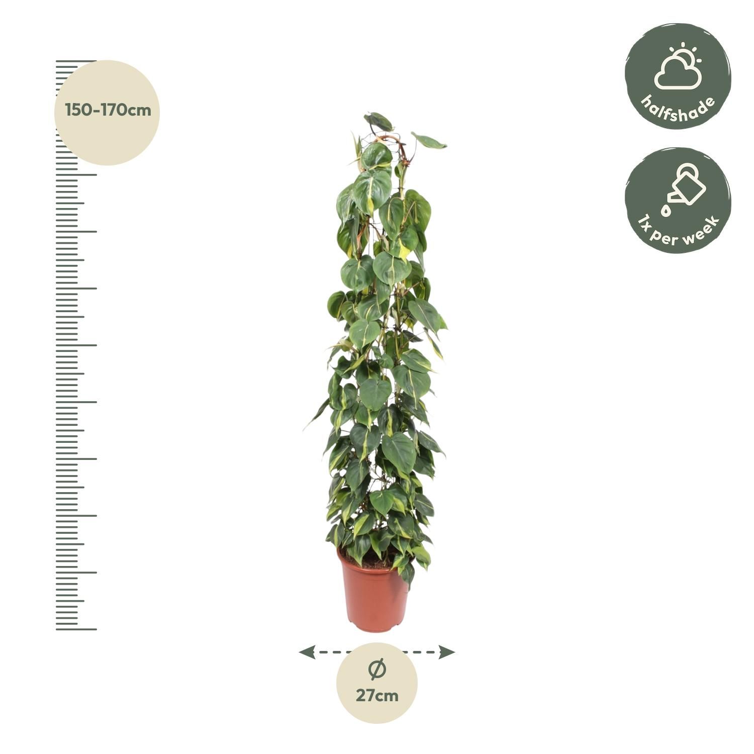 Philodendron Scandens Brasil gaasrek - 160 cm - ø27 (8721055691273)