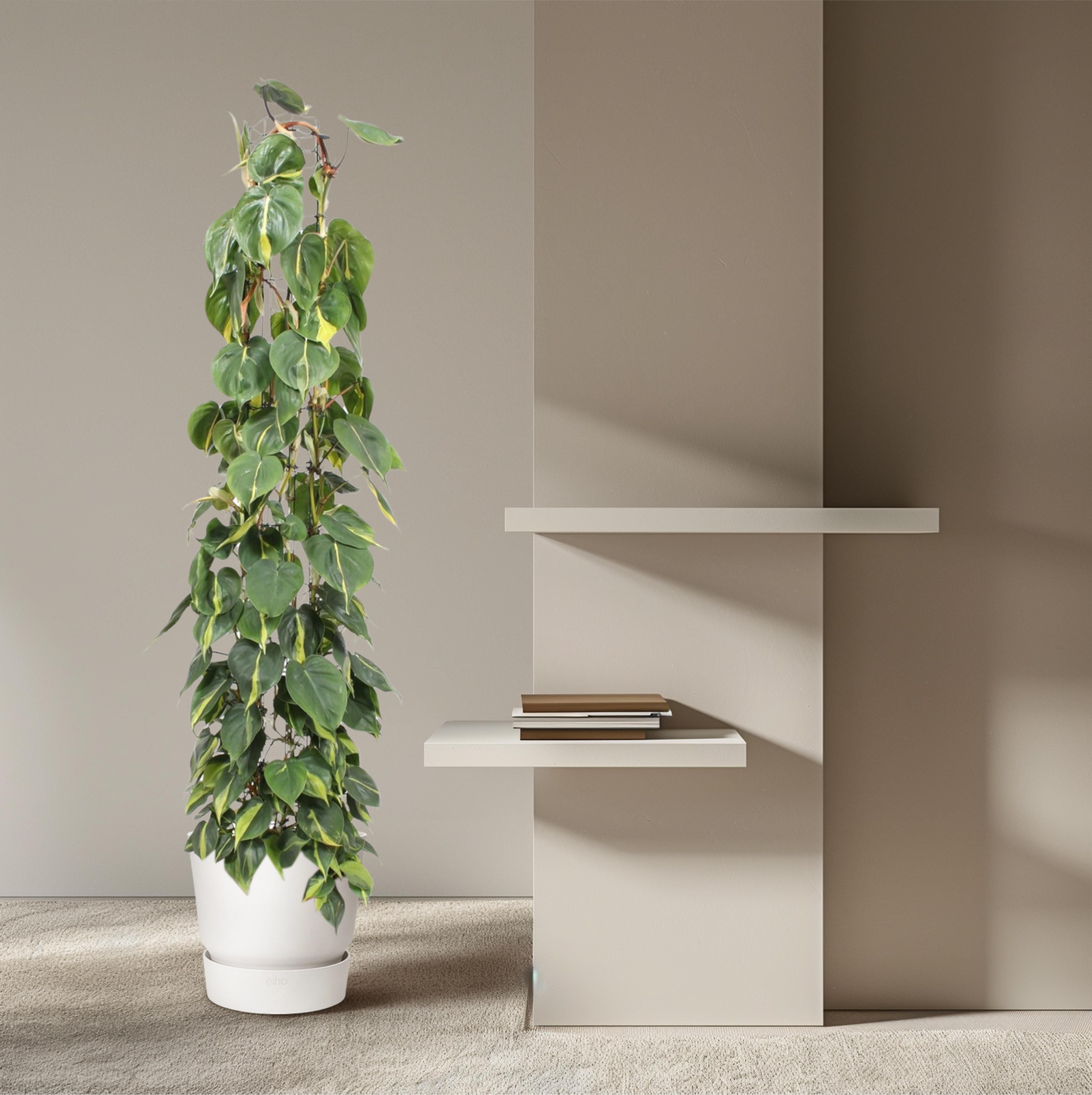 Philodendron Scandens Brasil gaasrek - 160 cm - ø27 (8721055691273)