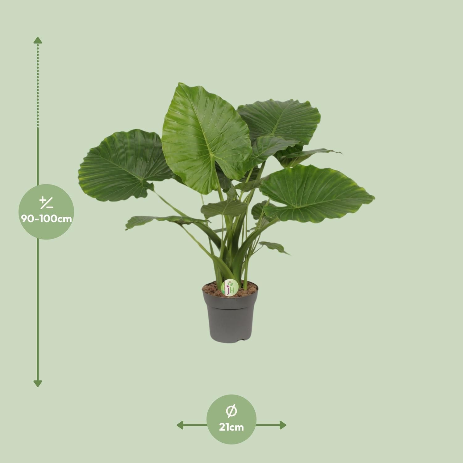 Alocasia Gageana California (9997)