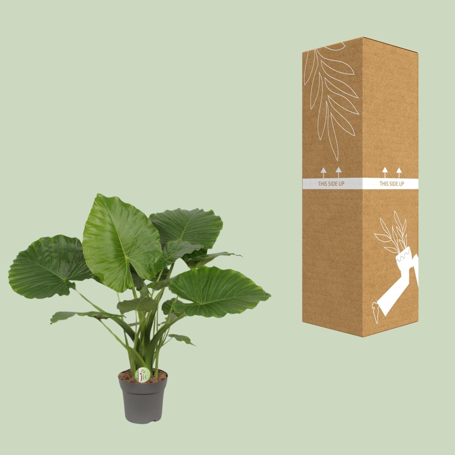 Alocasia Gageana California (9997)