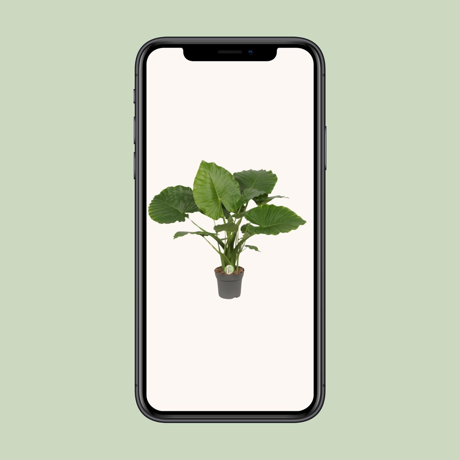 Alocasia Gageana California (9997)