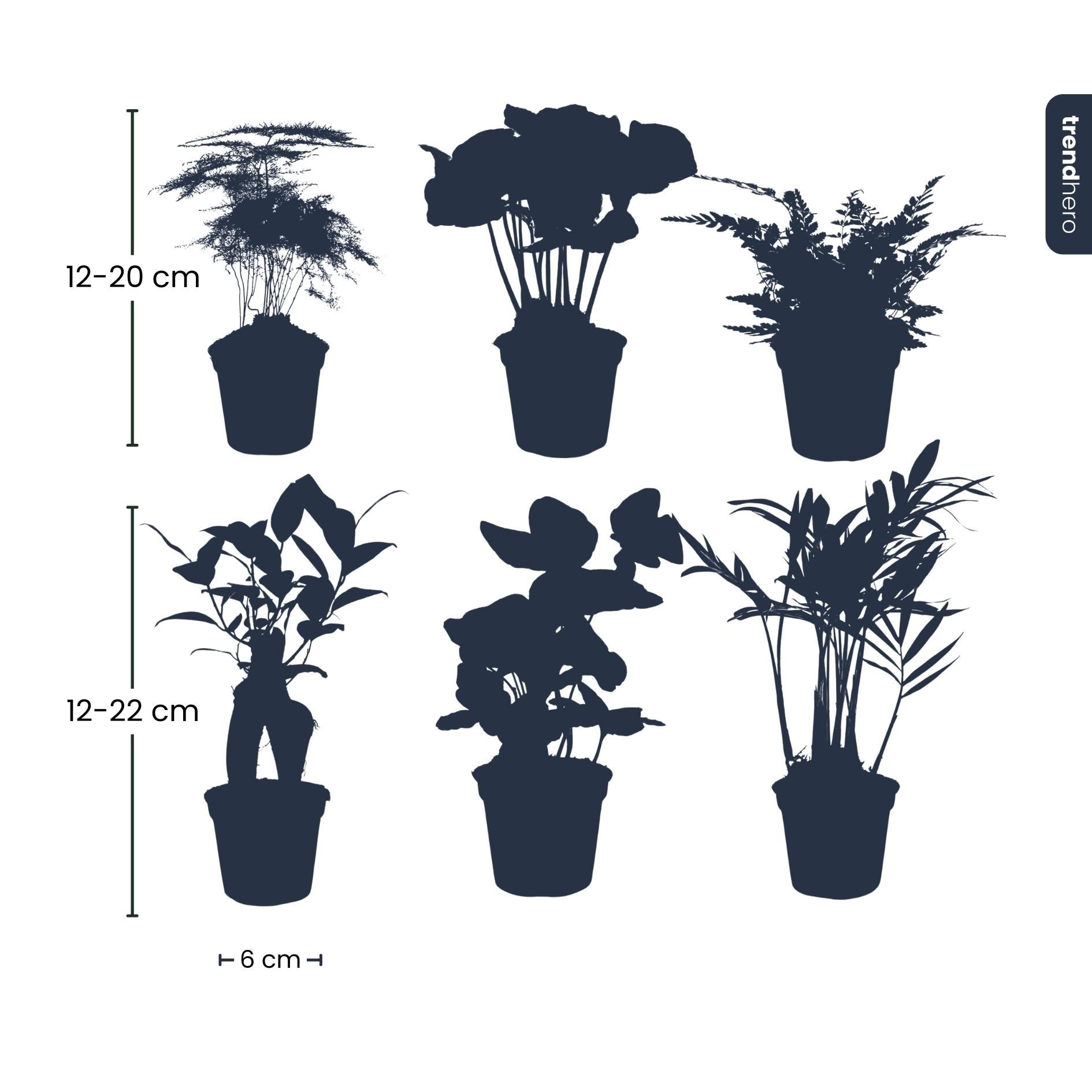 Planten set - Groen - 6 groene planten - potmaat 6 (8720872024912)