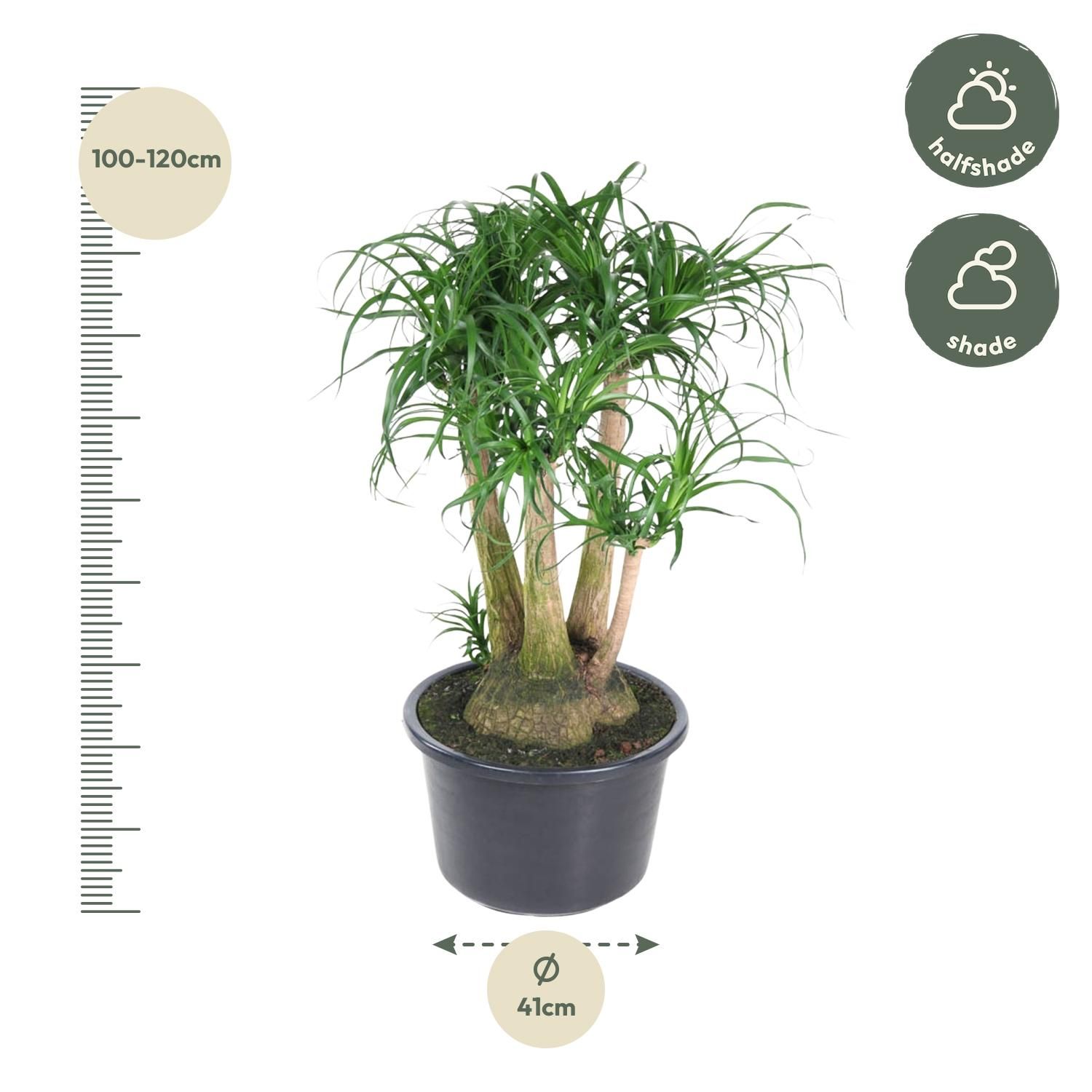 Beaucarnea vertakt - 110 cm - ø41 (8721055692089)