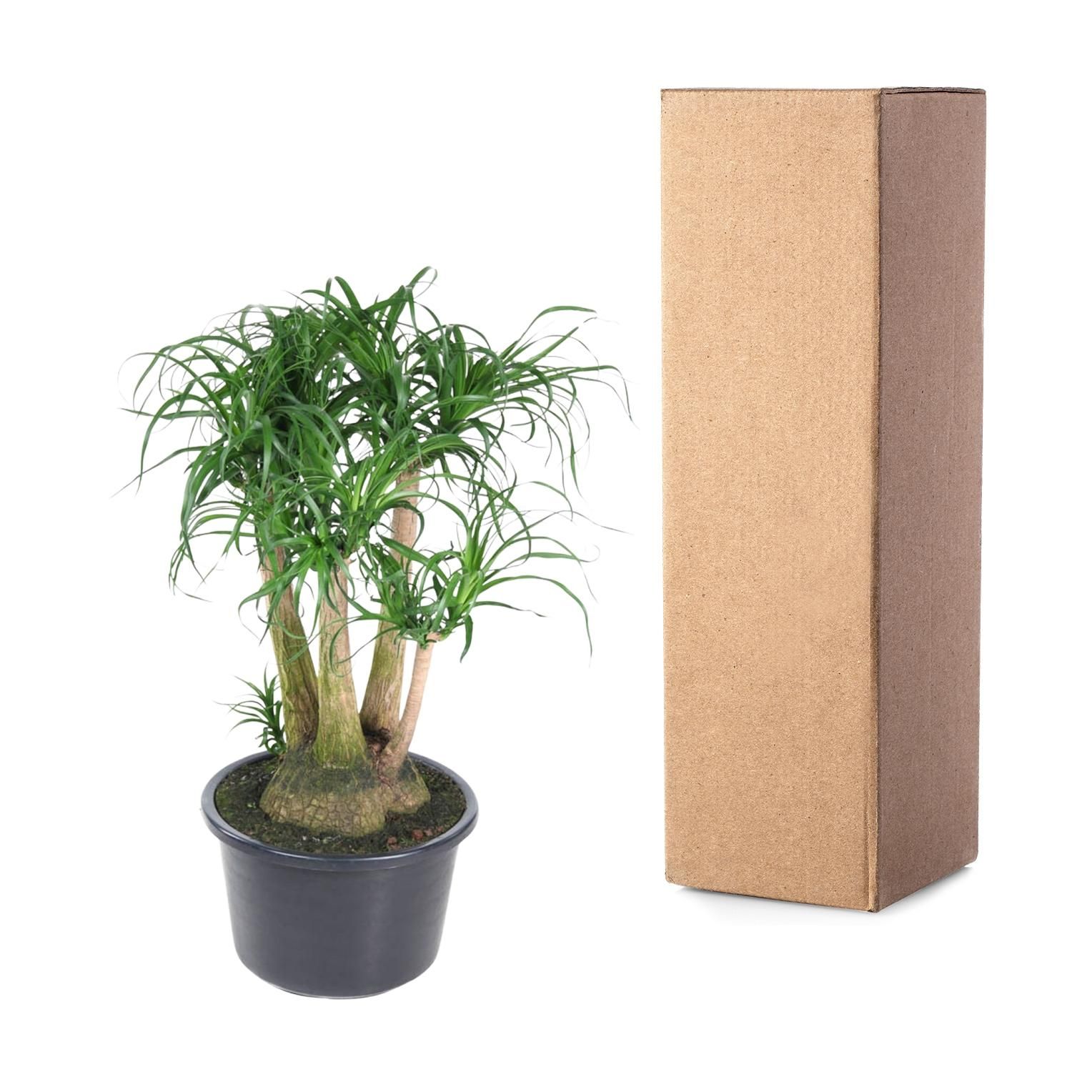 Beaucarnea vertakt - 110 cm - ø41 (8721055692089)
