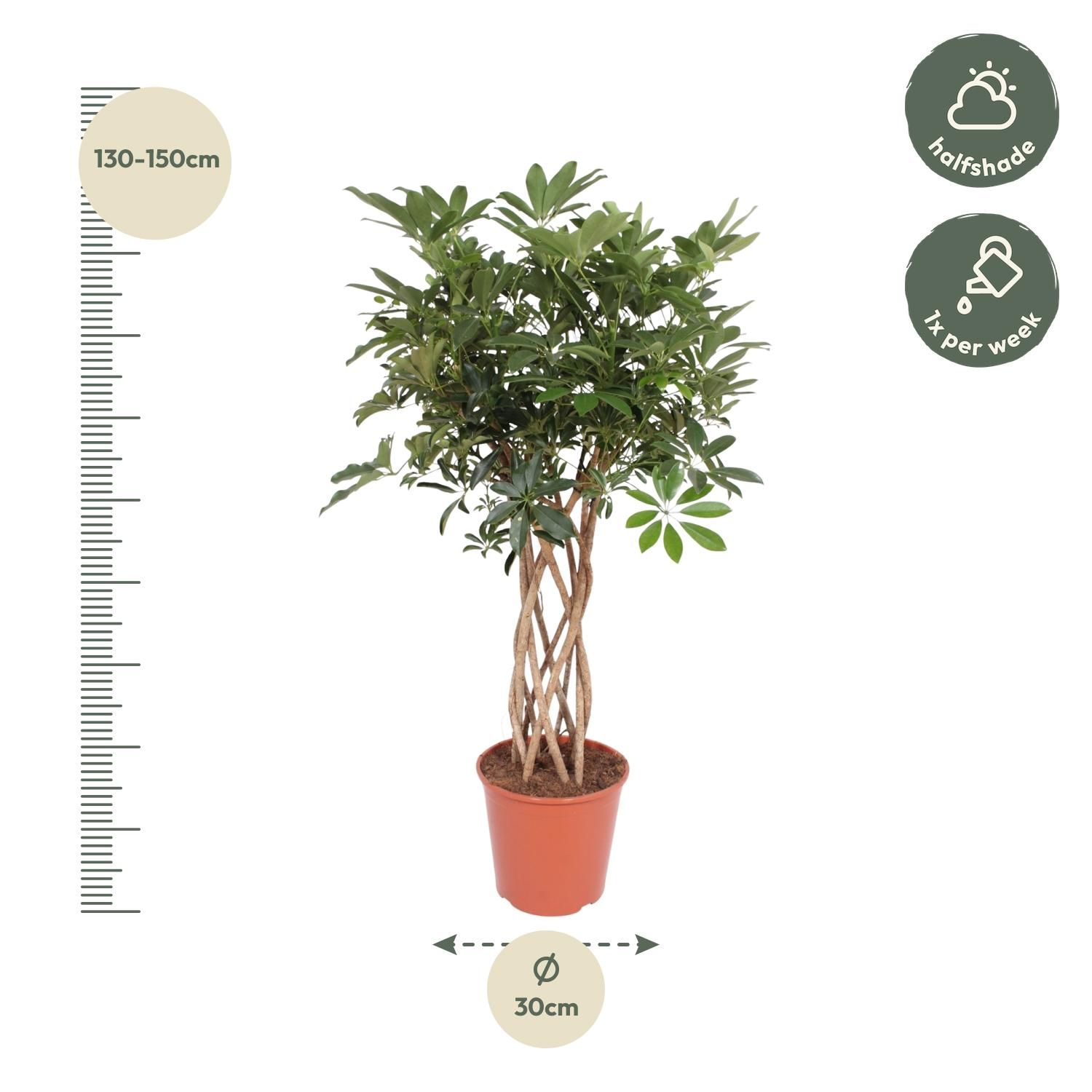 Schefflera Arboricola Compacta gevlochten stam - 130 cm - ø30 (8721055691549)