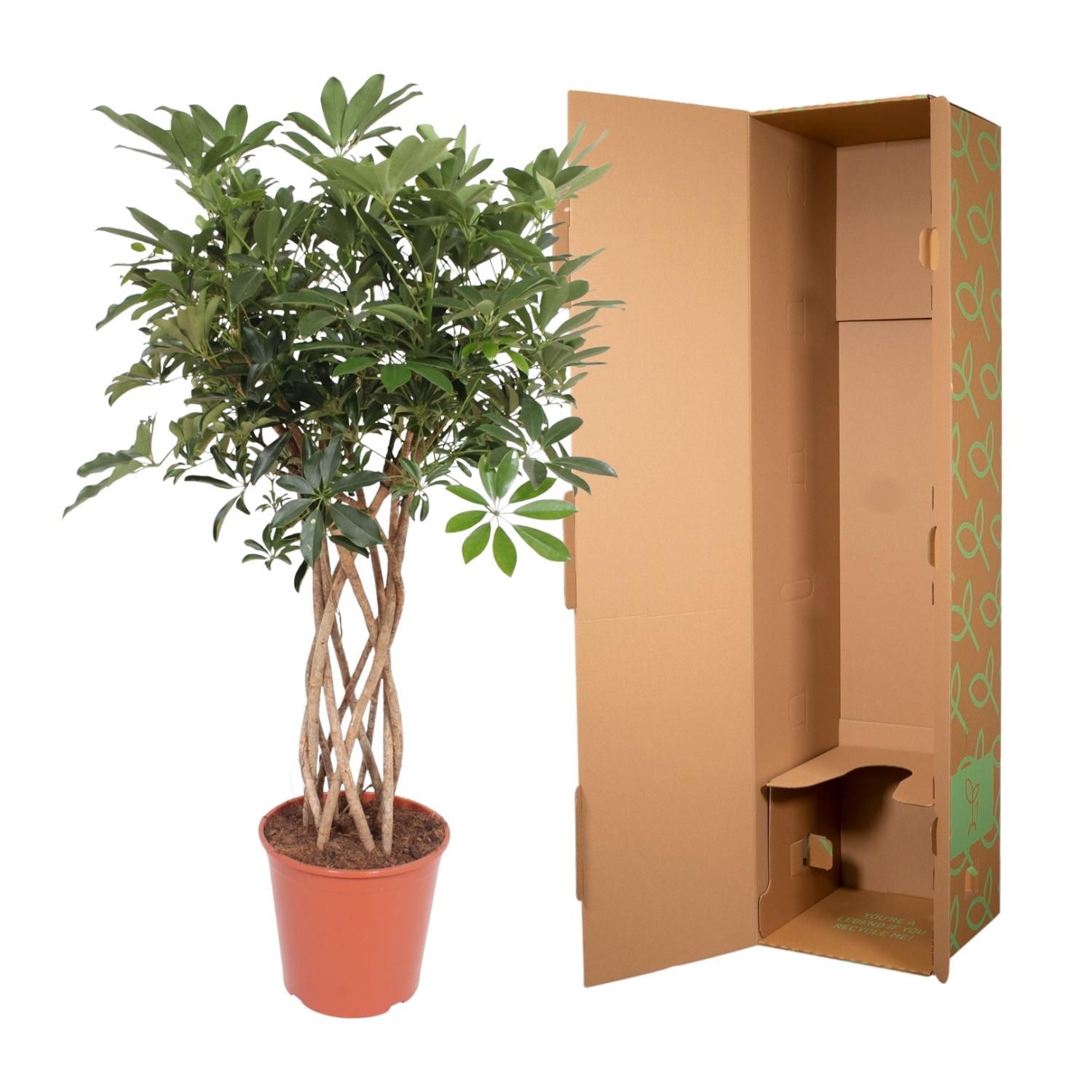 Schefflera Arboricola Compacta gevlochten stam - 130 cm - ø30 (8721055691549)