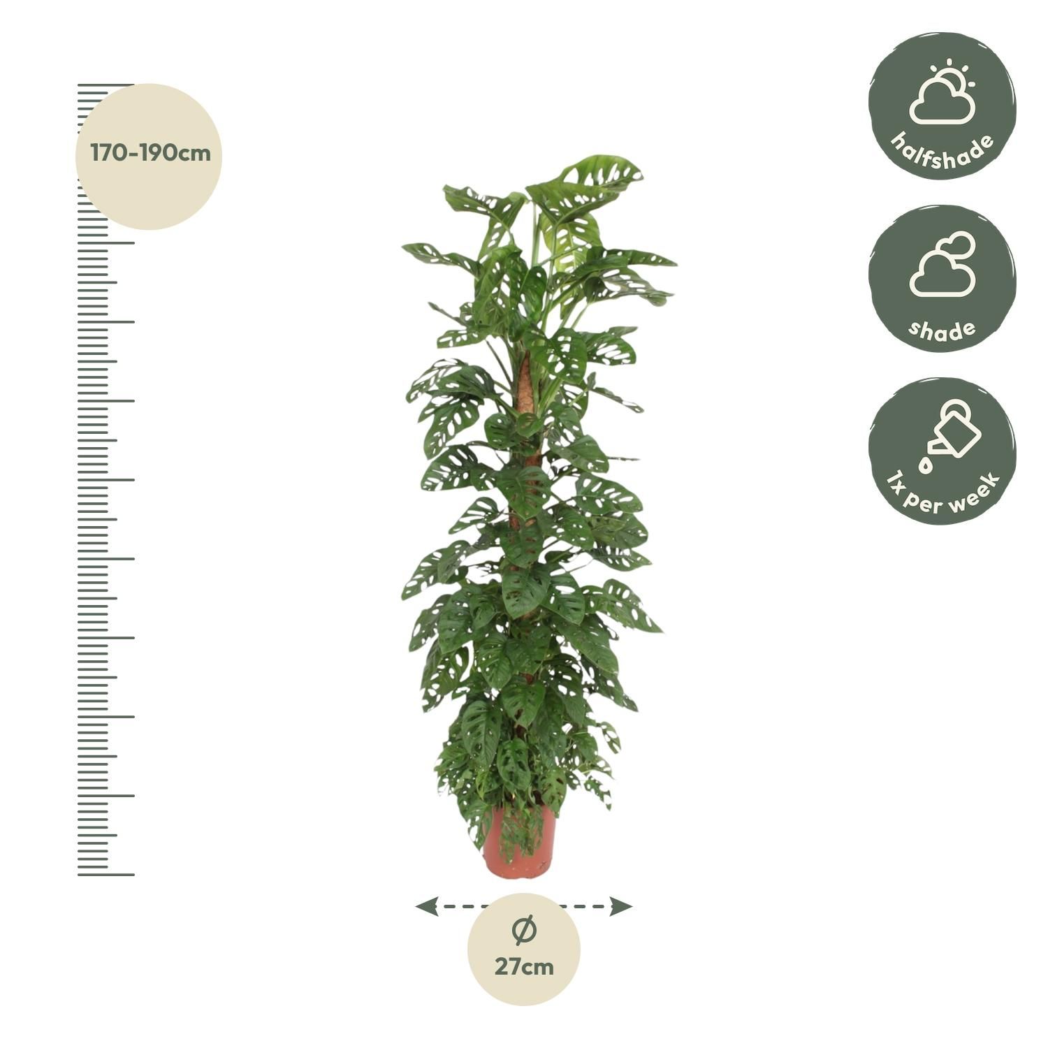 Monstera Monkey Leaf mosstok - 170 cm - ø27 (8721055691099)