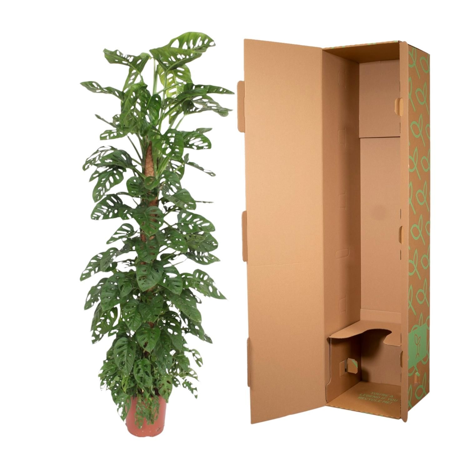 Monstera Monkey Leaf mosstok - 170 cm - ø27 (8721055691099)
