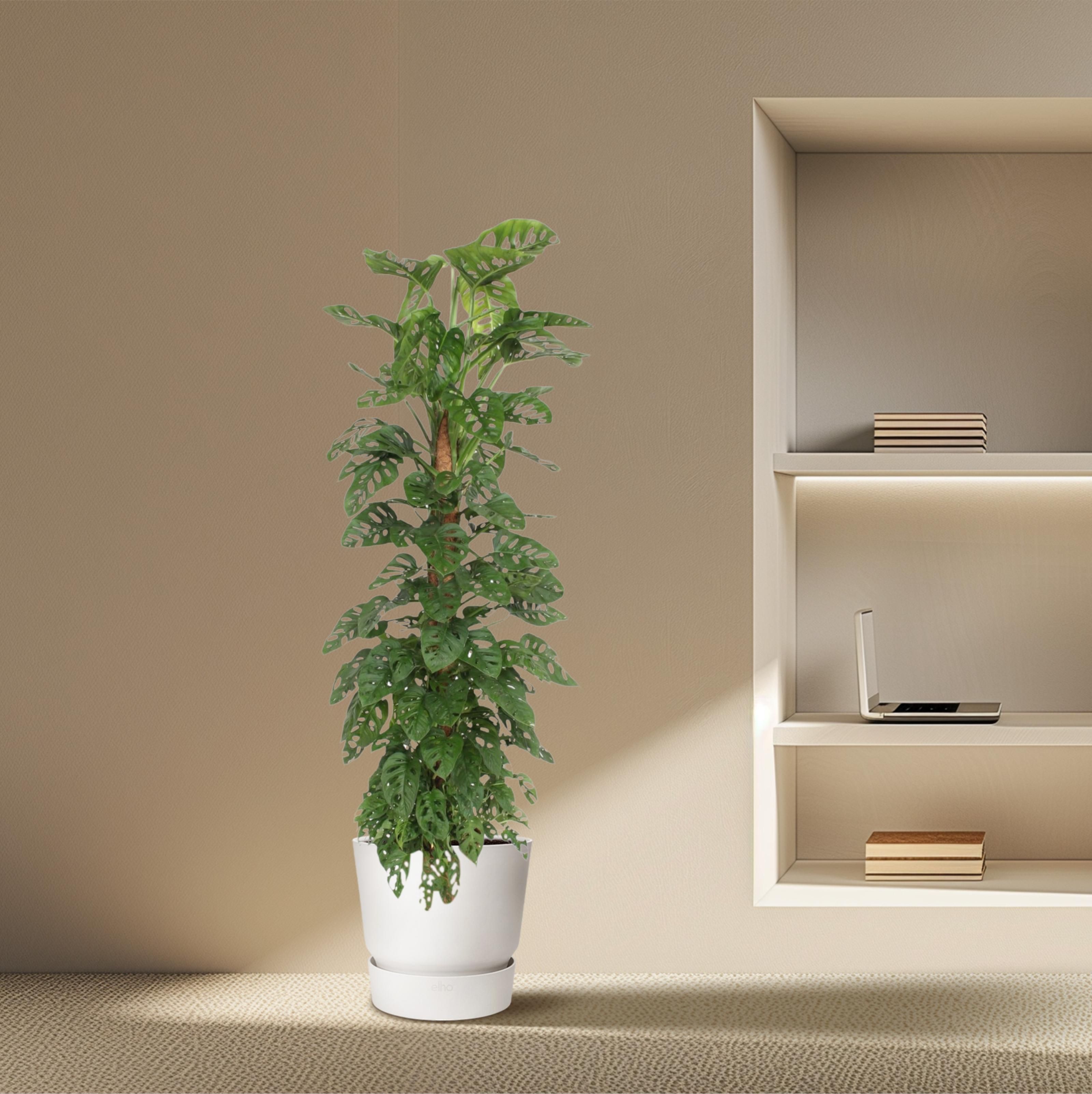 Monstera Monkey Leaf mosstok - 170 cm - ø27 (8721055691099)