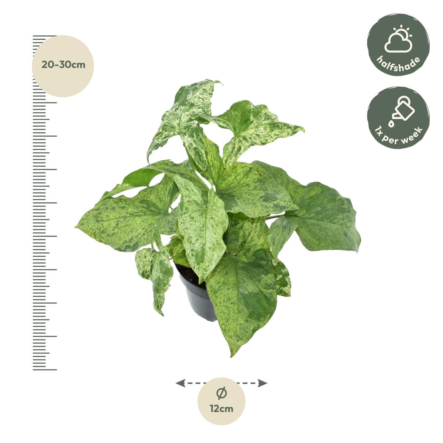 Syngonium Mottled - 25 cm - ø12 (8721081685123)