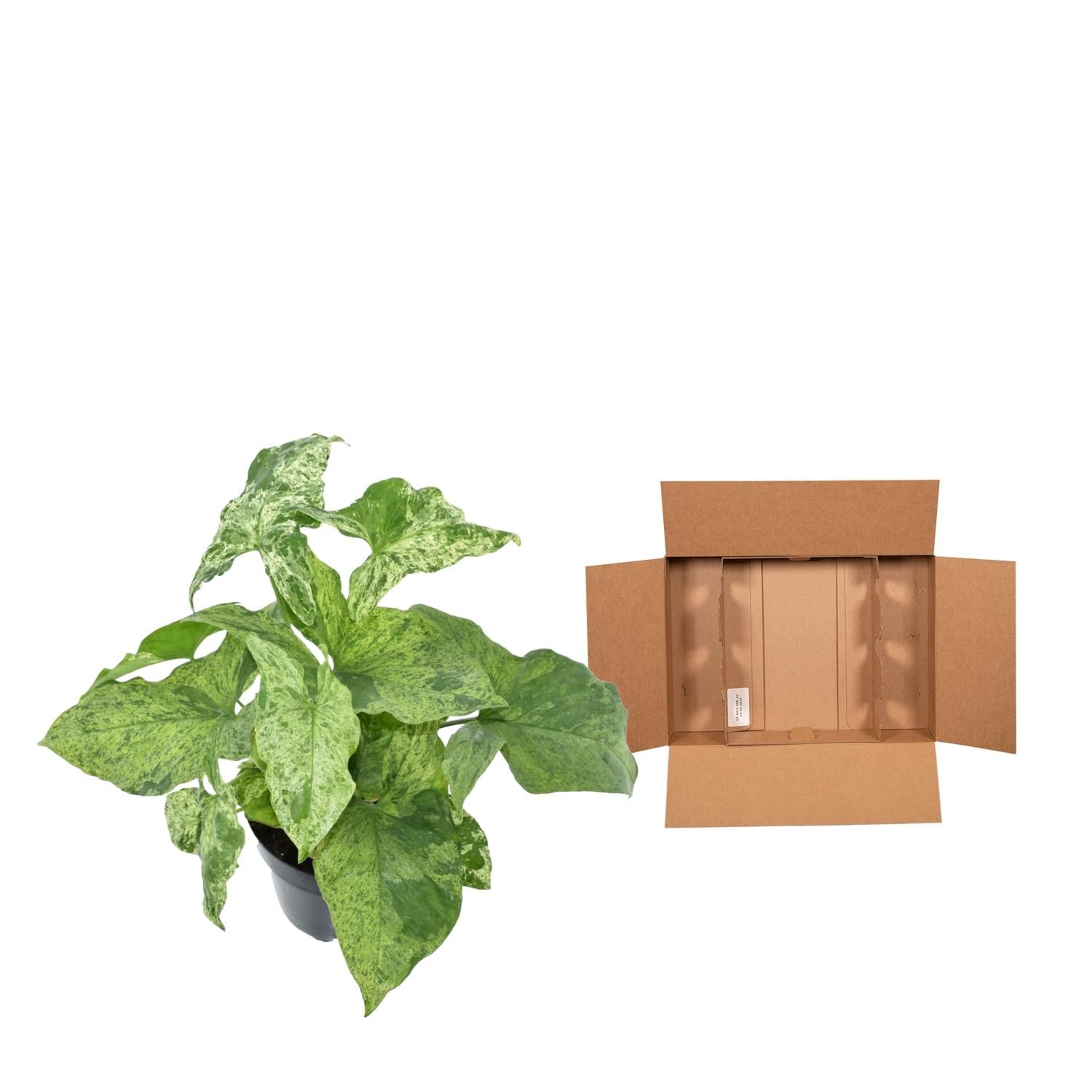 Syngonium Mottled - 25 cm - ø12 (8721081685123)