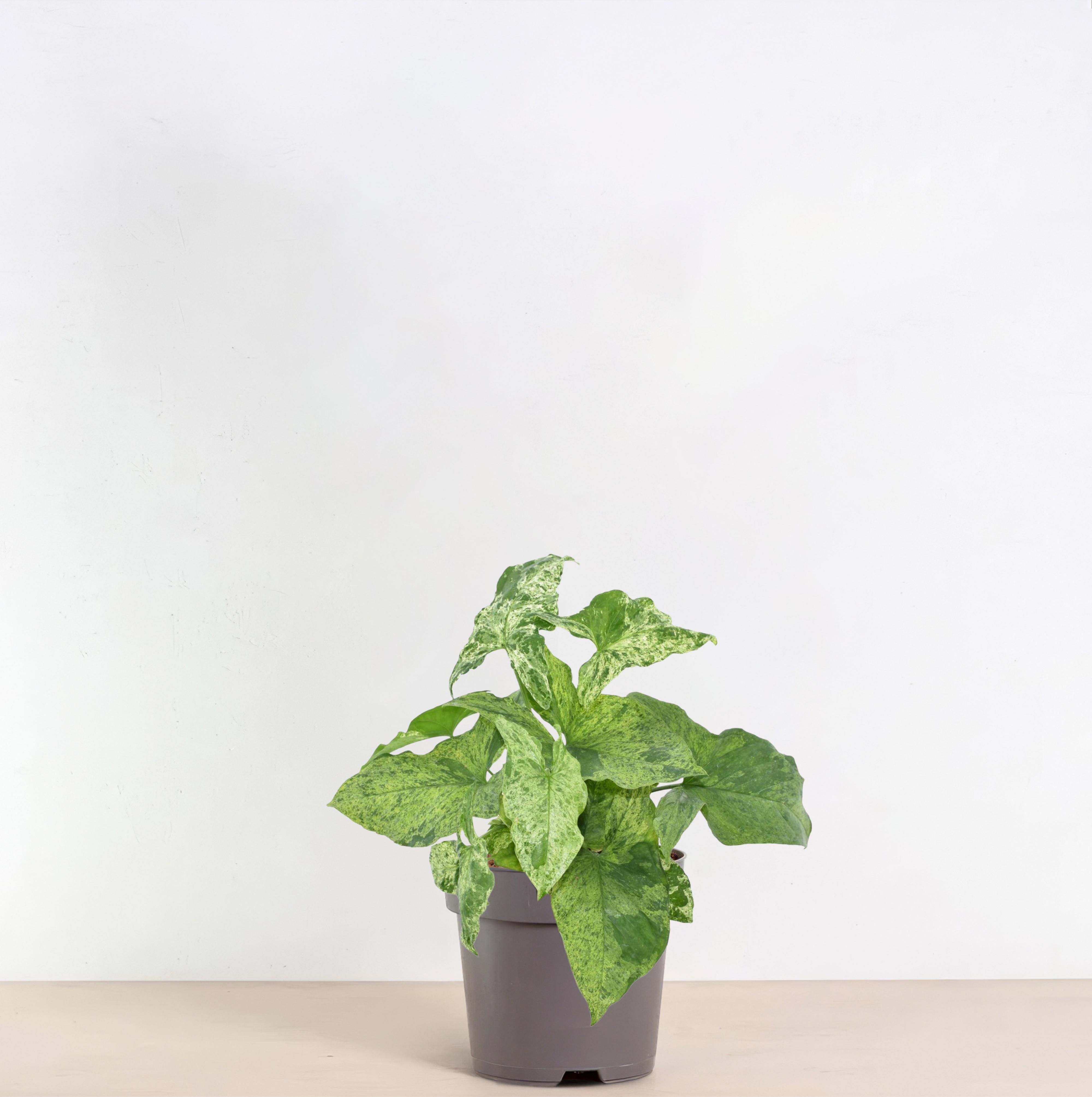 Syngonium Mottled - 25 cm - ø12 (8721081685123)