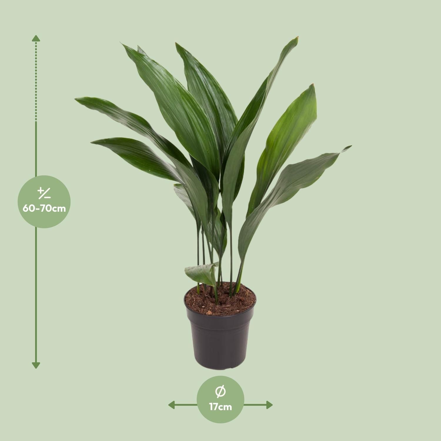 Aspidistra Elatior (12179)