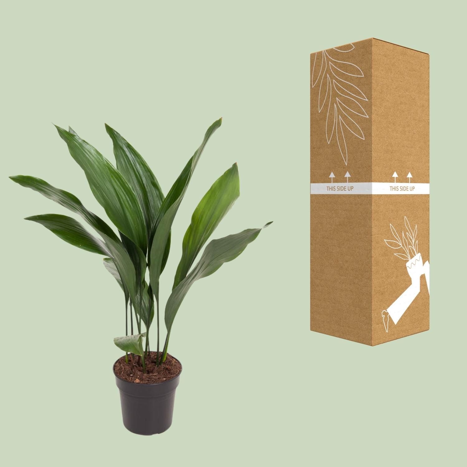 Aspidistra Elatior (12179)