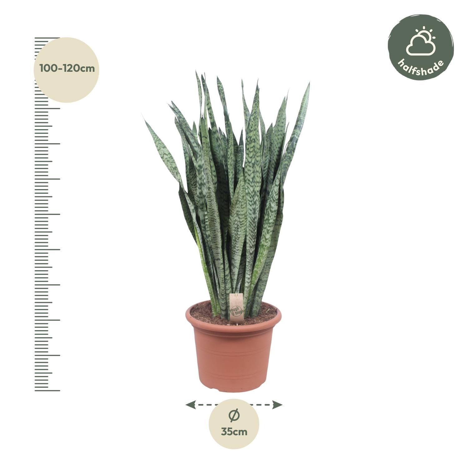 Sansevieria Zeylenica - 110 cm - ø35 (8721055691426)