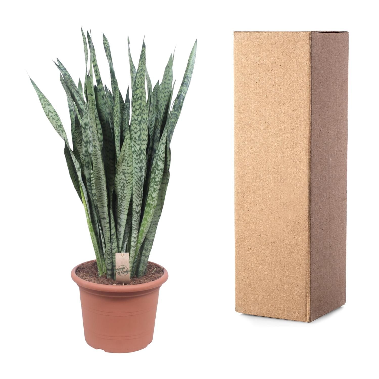 Sansevieria Zeylenica - 110 cm - ø35 (8721055691426)