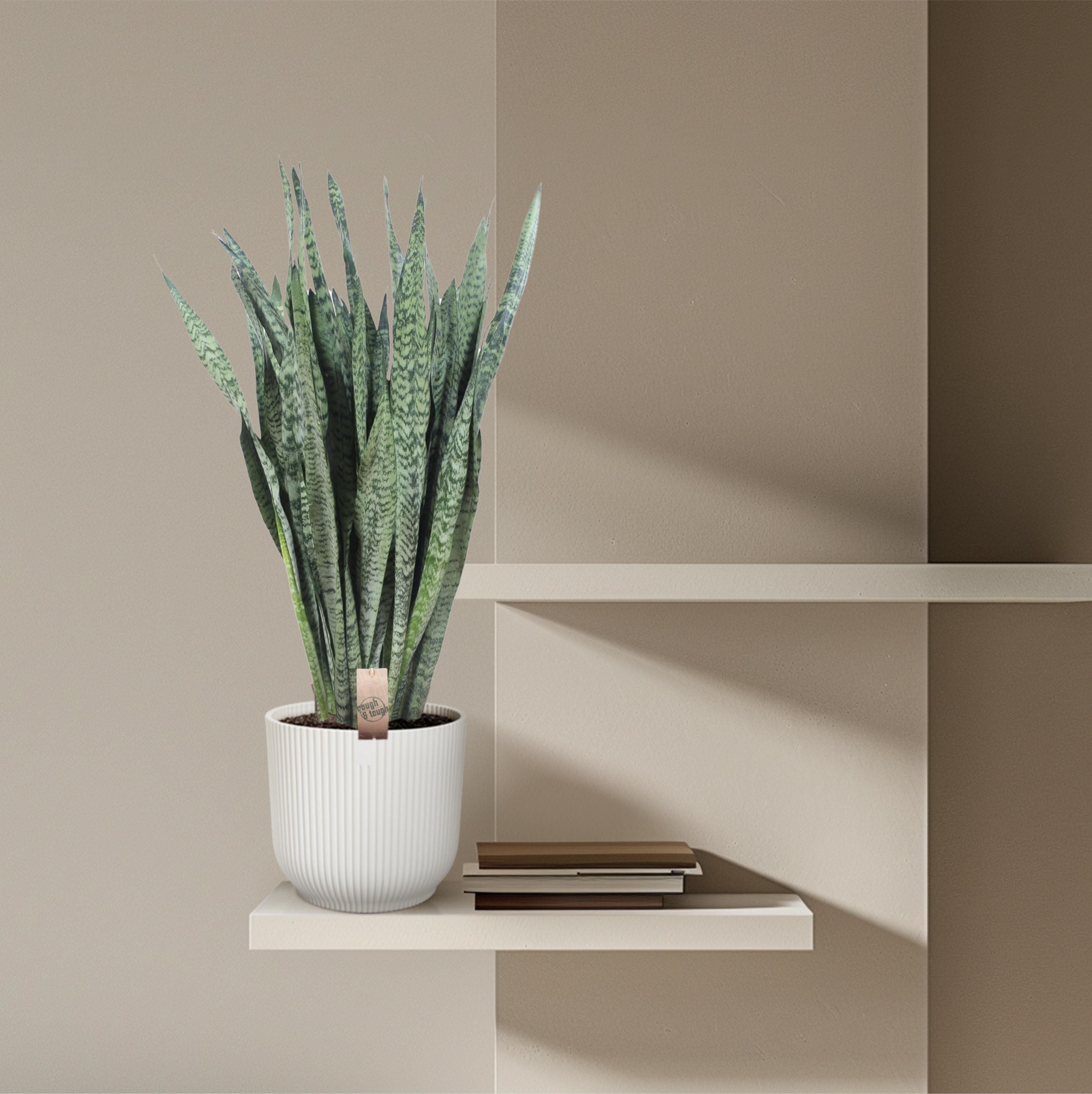Sansevieria Zeylenica - 110 cm - ø35 (8721055691426)