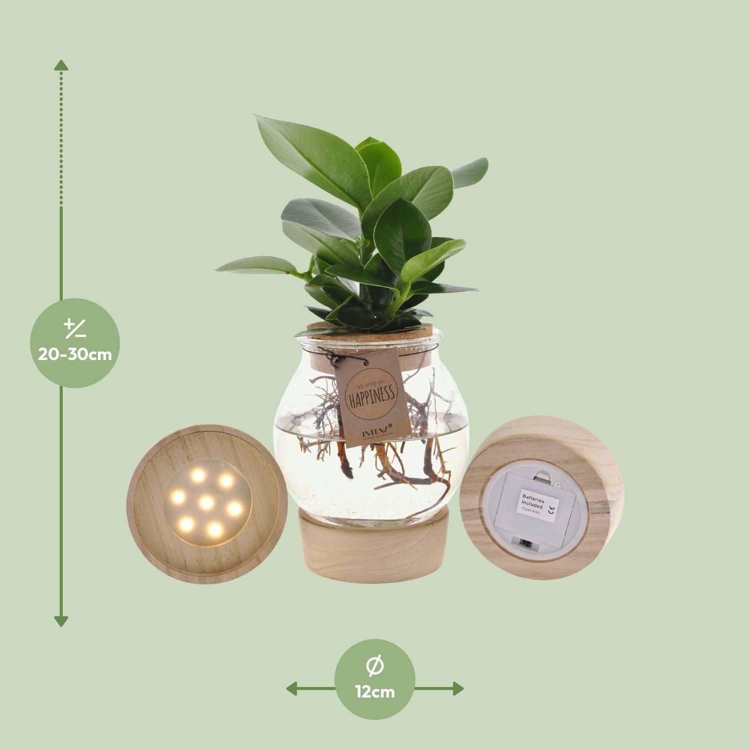 Clusia In Bolglas + Klikkurk + LED (11331)