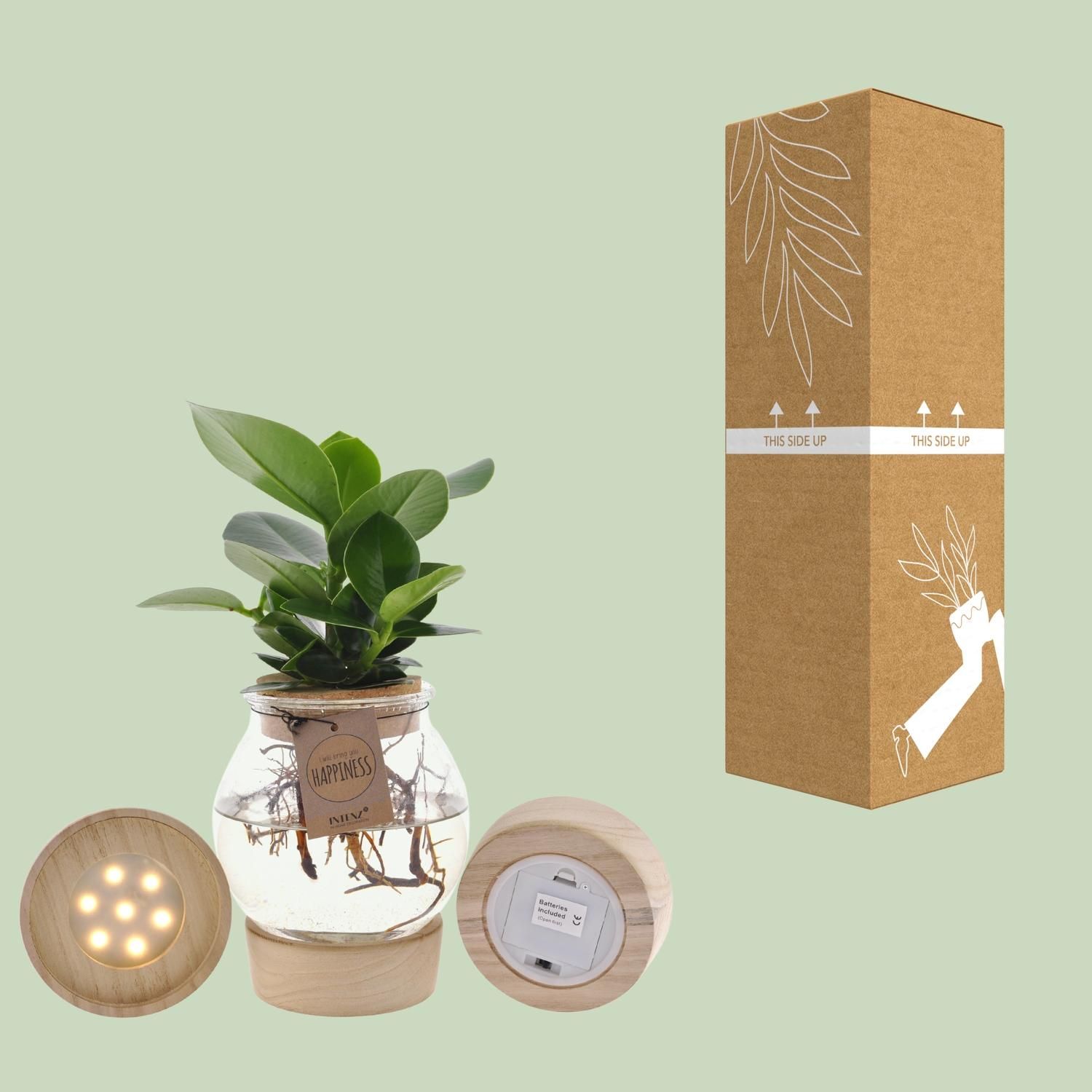 Clusia In Bolglas + Klikkurk + LED (11331)