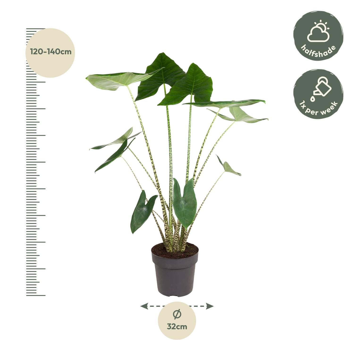 Alocasia Zebrina - 130 cm - ø32 (8721055692058)