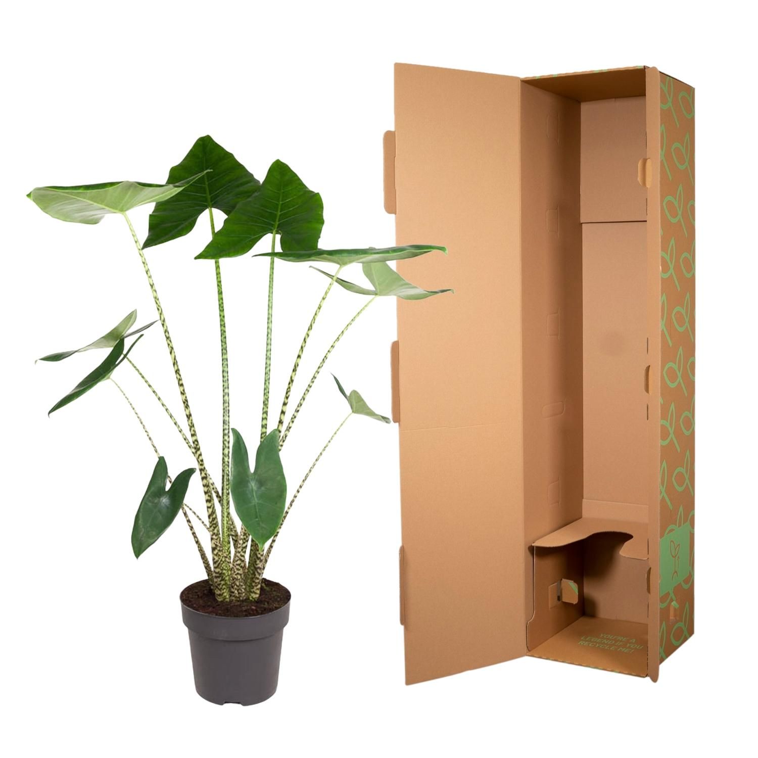 Alocasia Zebrina - 130 cm - ø32 (8721055692058)
