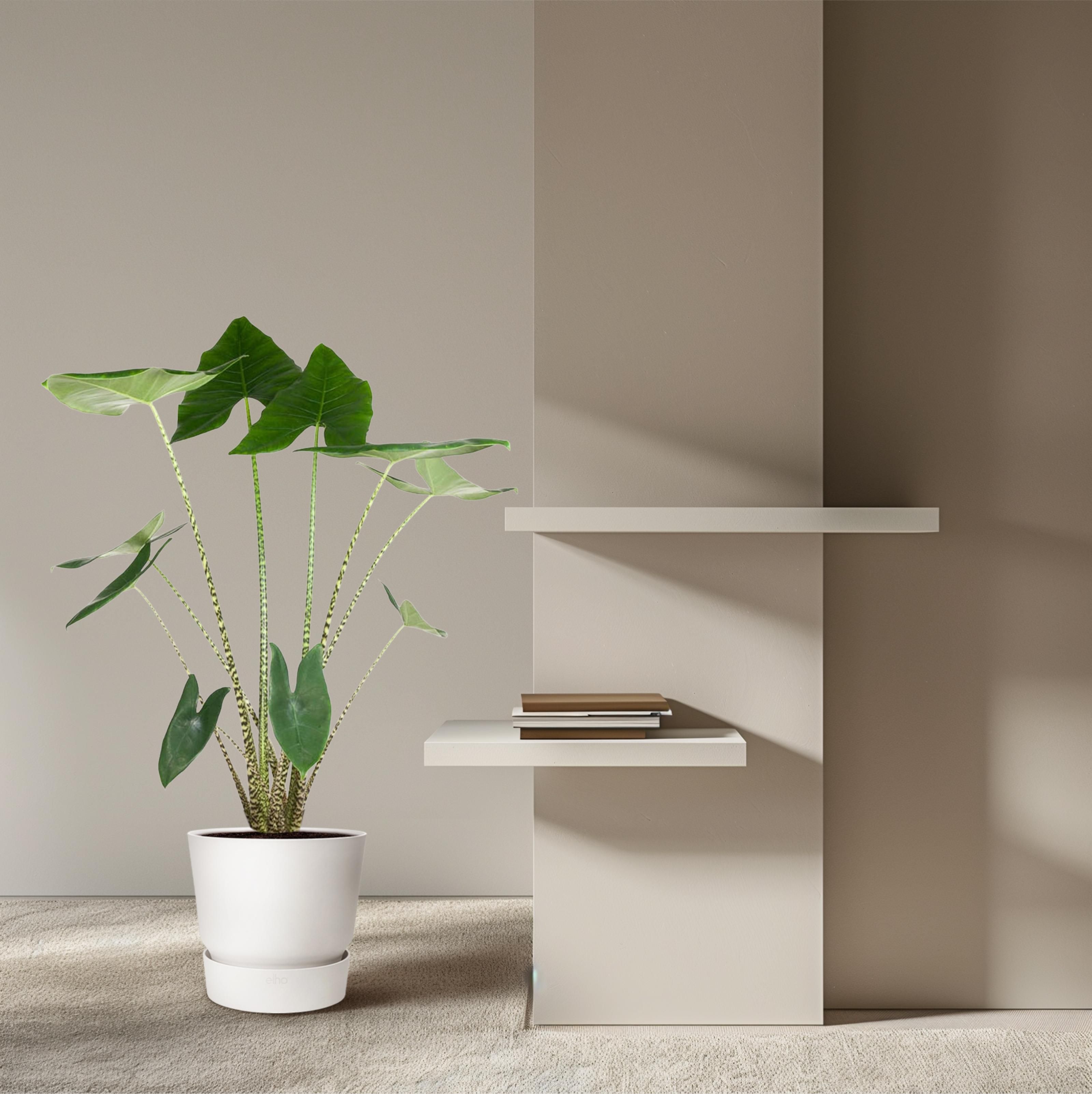 Alocasia Zebrina - 130 cm - ø32 (8721055692058)