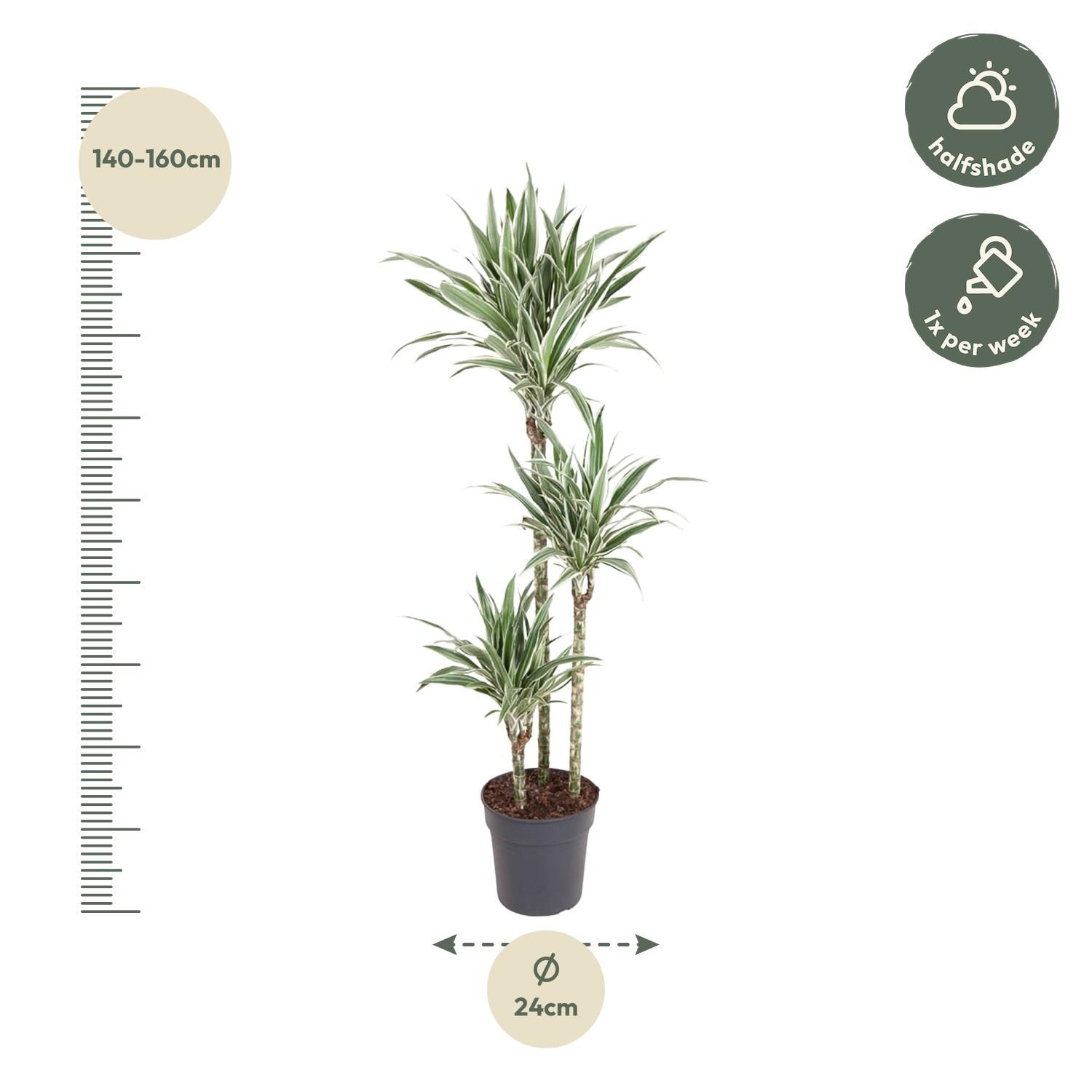 Dracaena White Stripe - 150 cm - ø24 (8721055692799)