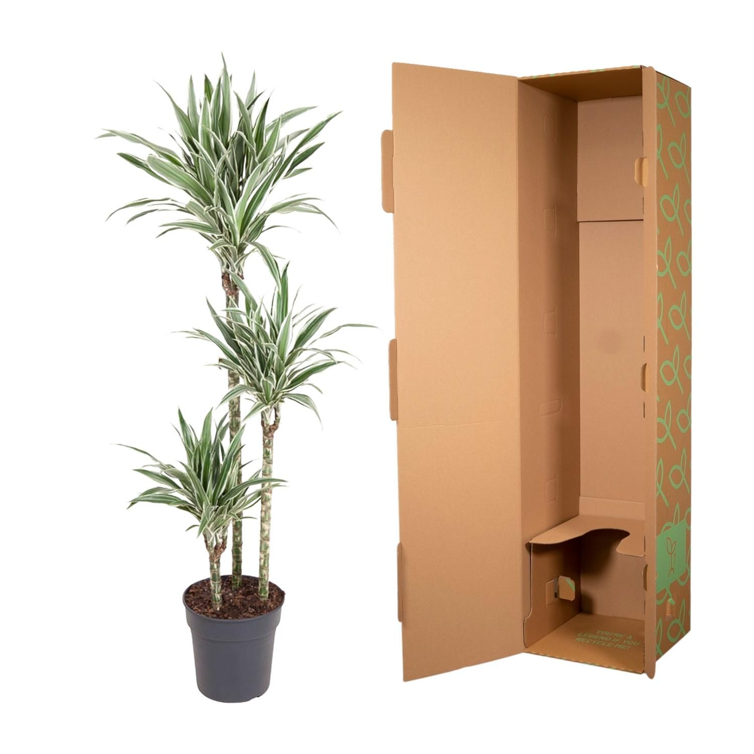 Dracaena White Stripe - 150 cm - ø24 (8721055692799)