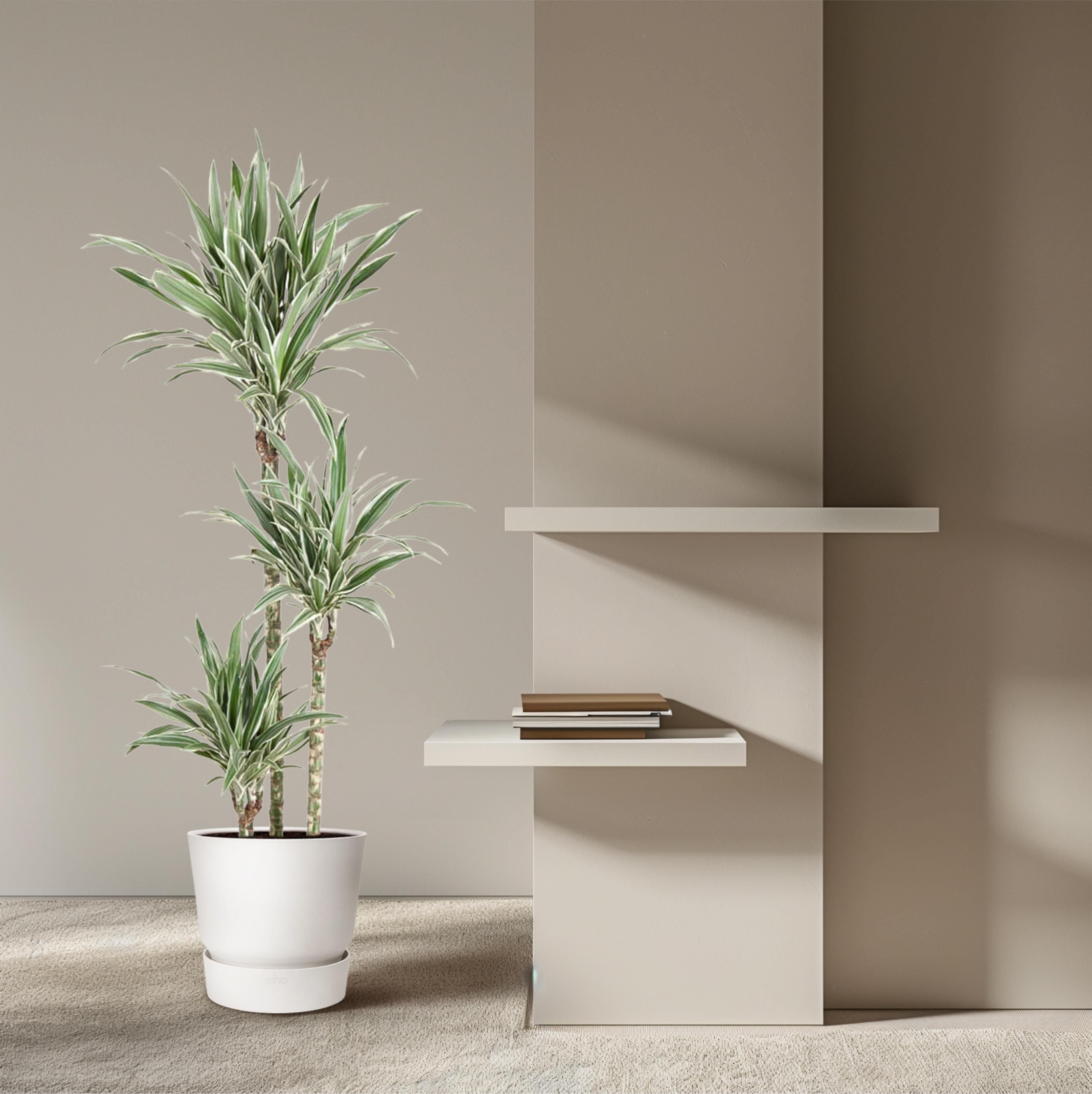 Dracaena White Stripe - 150 cm - ø24 (8721055692799)