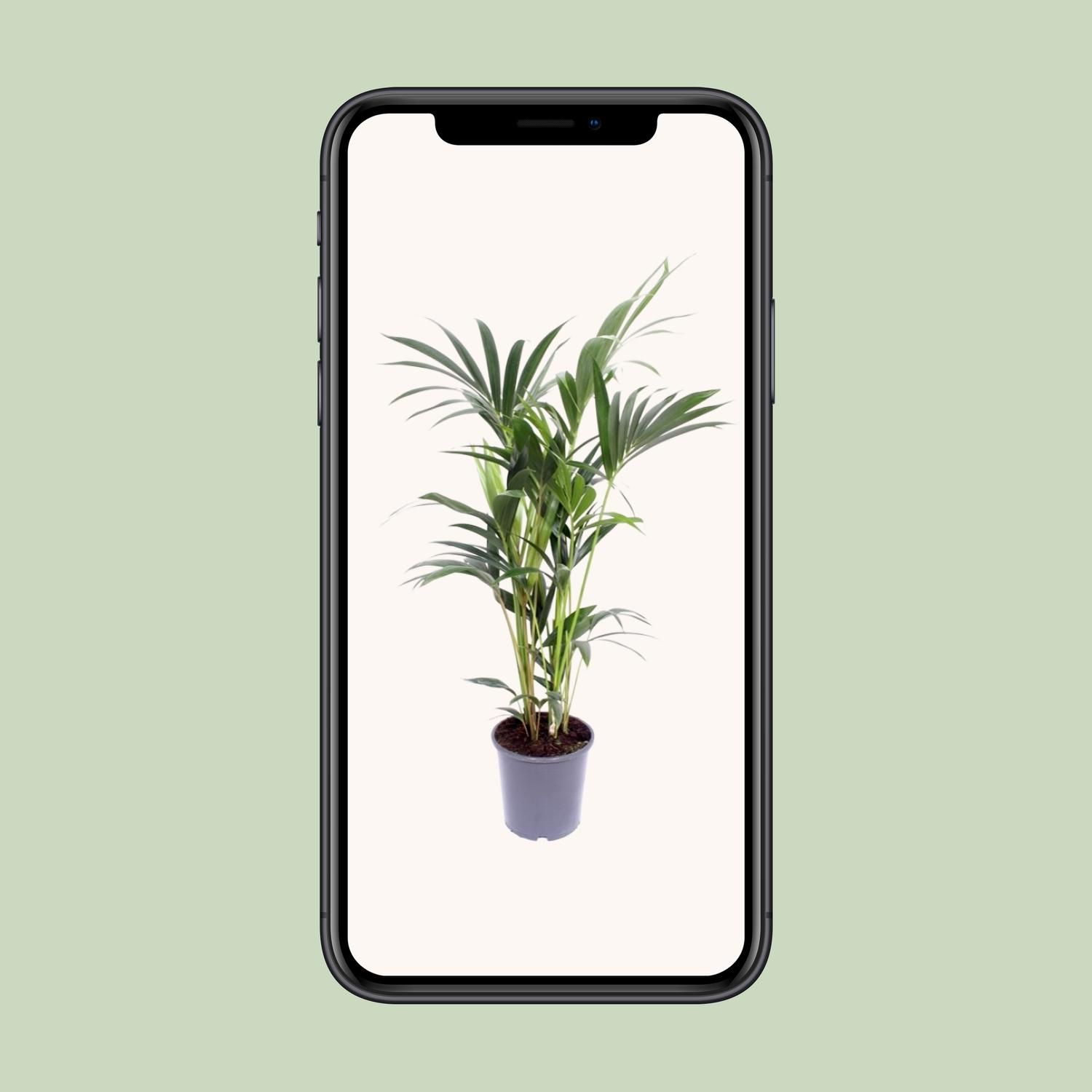 Howea Forsteriana (10205)