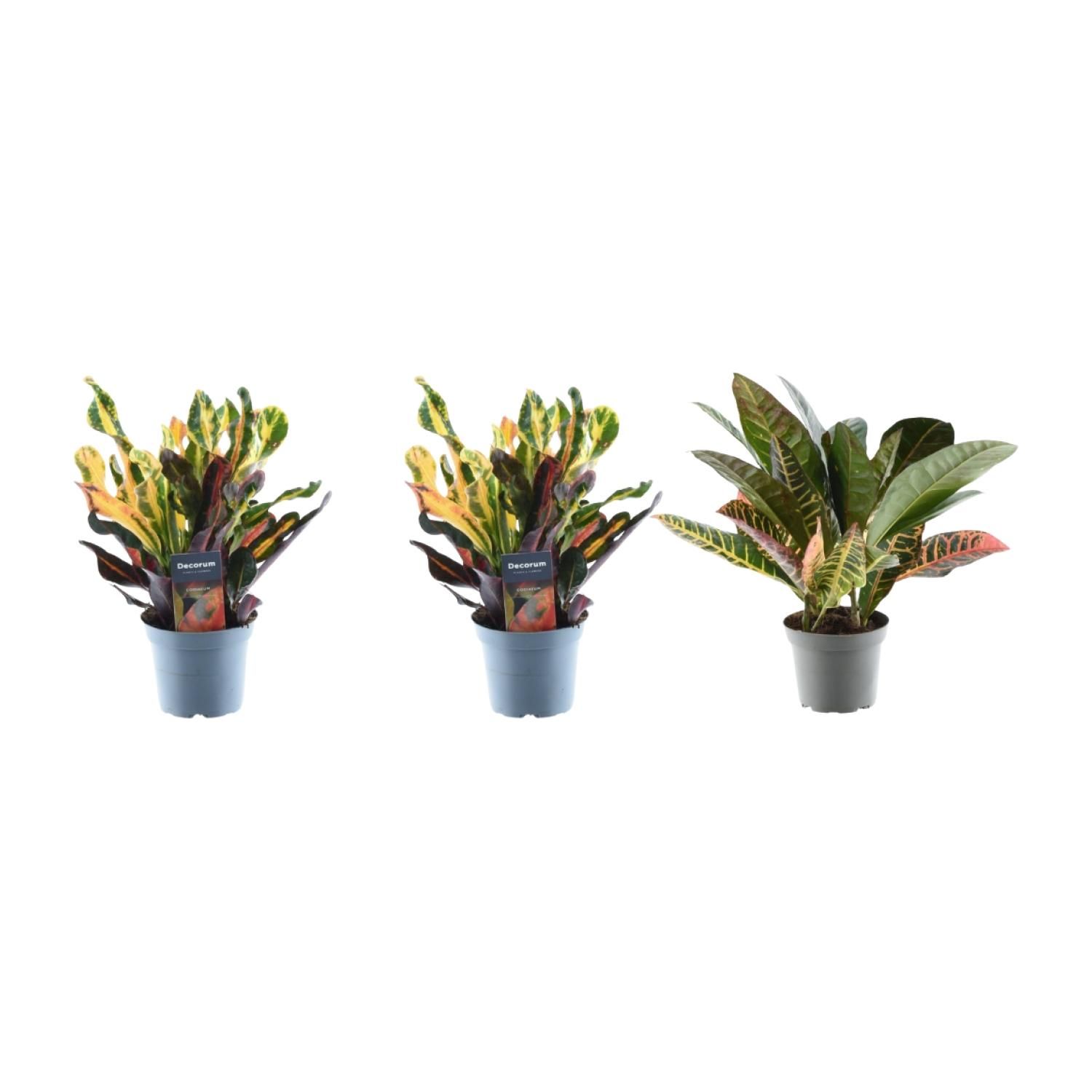3x Croton Codiaeum mix - 30 cm - ø12 (8721081685253)