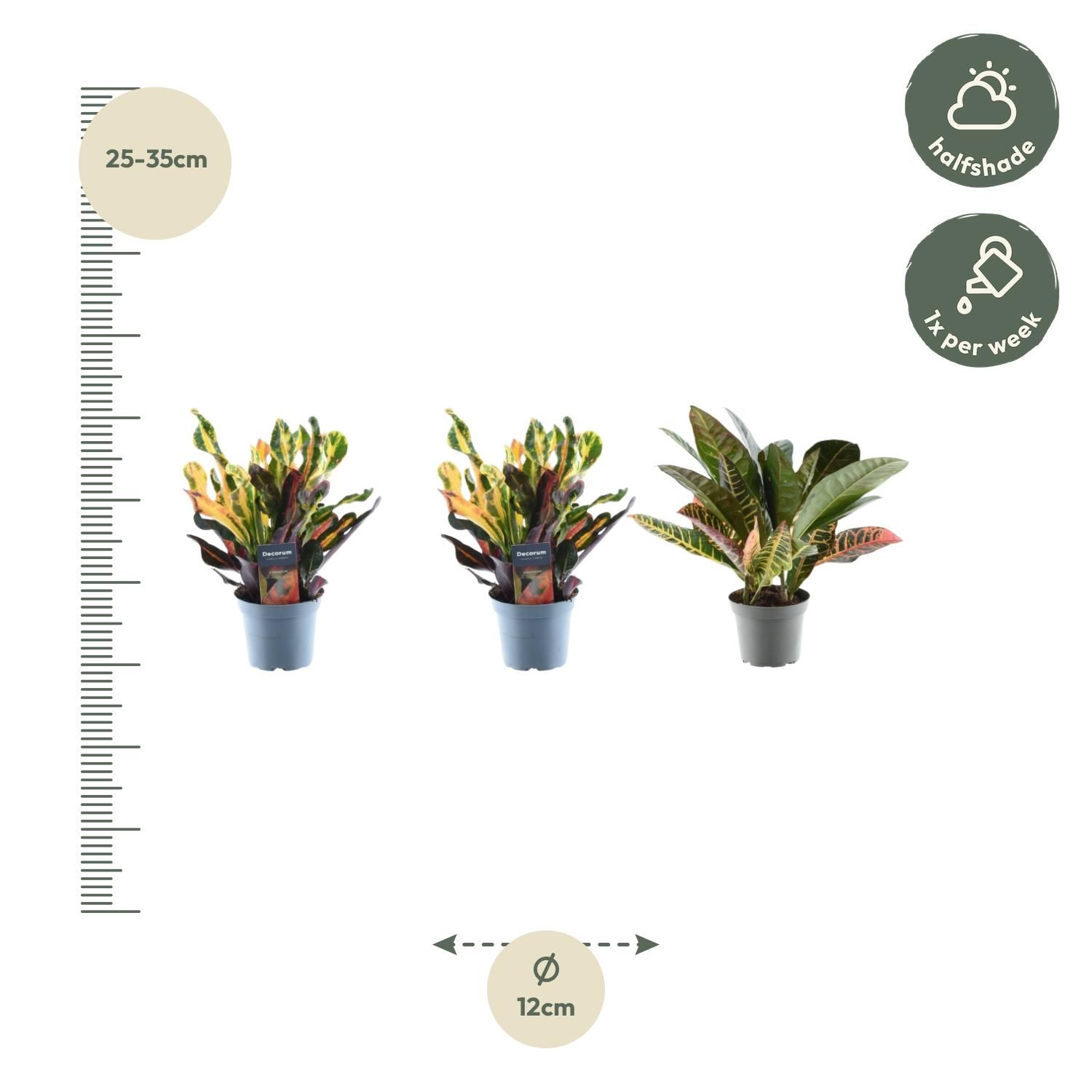 3x Croton Codiaeum mix - 30 cm - ø12 (8721081685253)