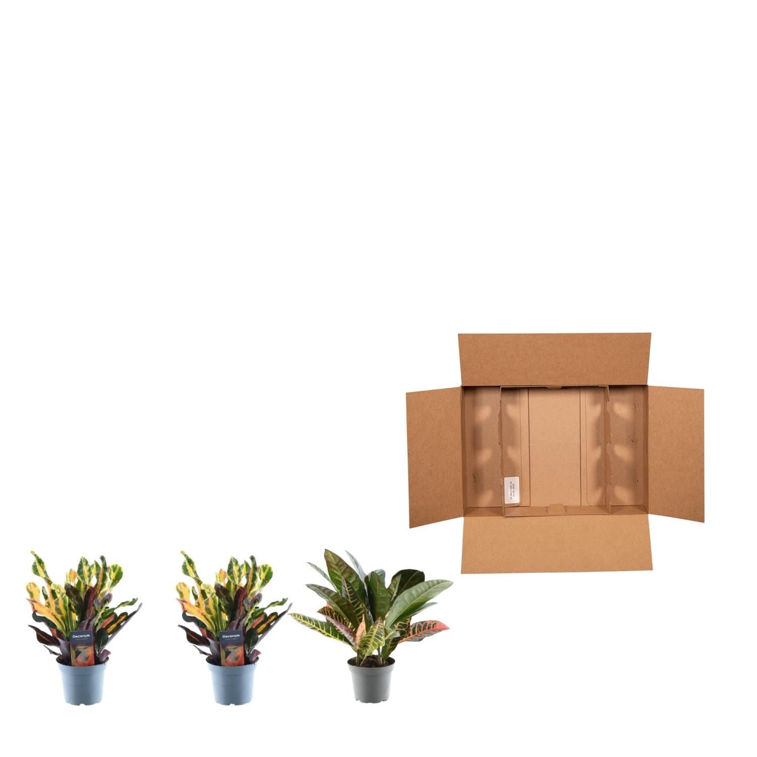 3x Croton Codiaeum mix - 30 cm - ø12 (8721081685253)