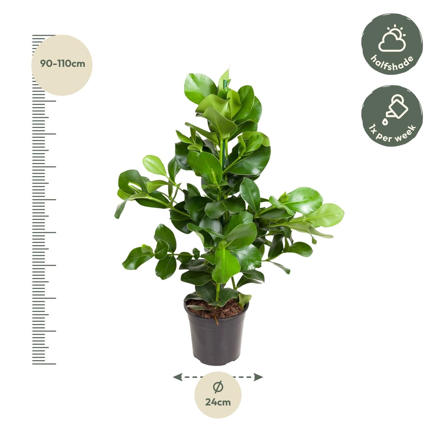 Clusia Rosea - 110 cm - ø24 (8721055692157)