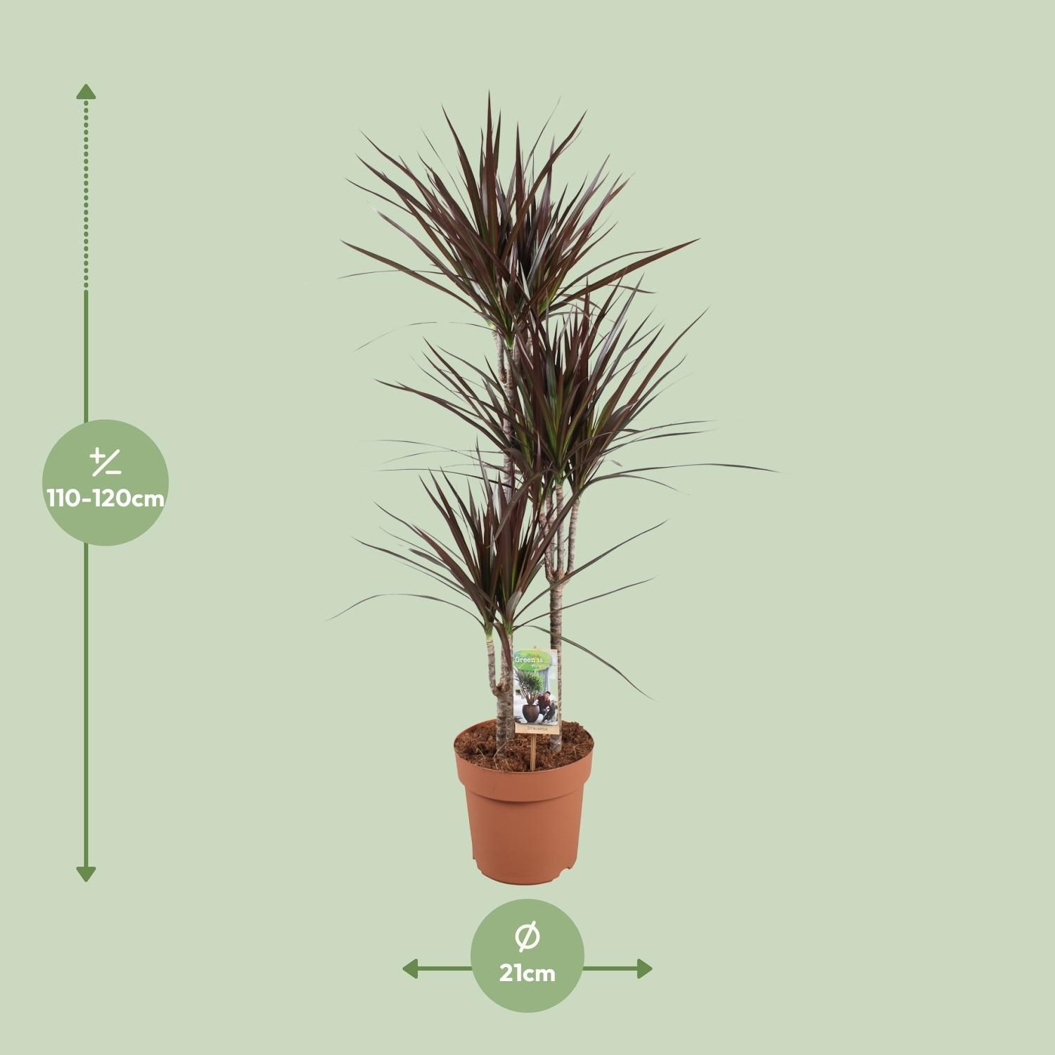 Dracaena Magenta (16537)