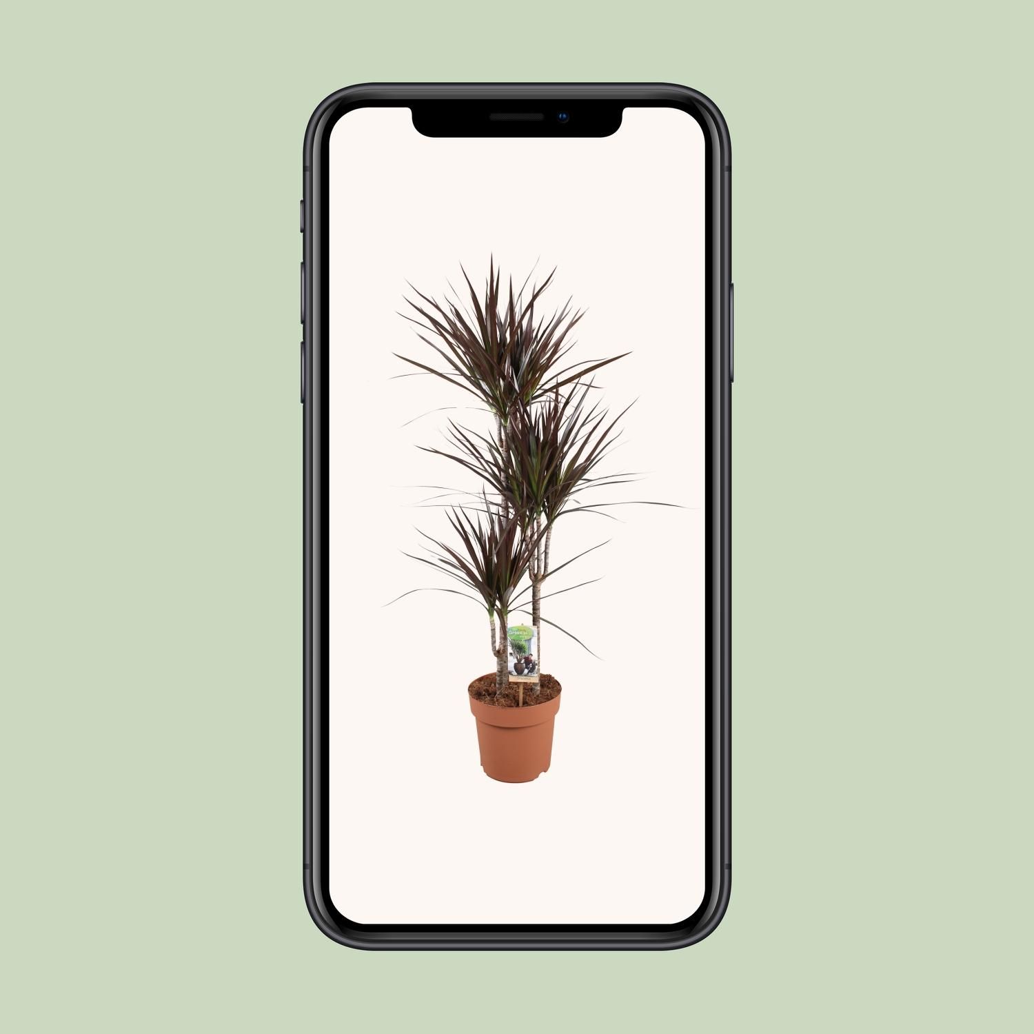 Dracaena Magenta (16537)