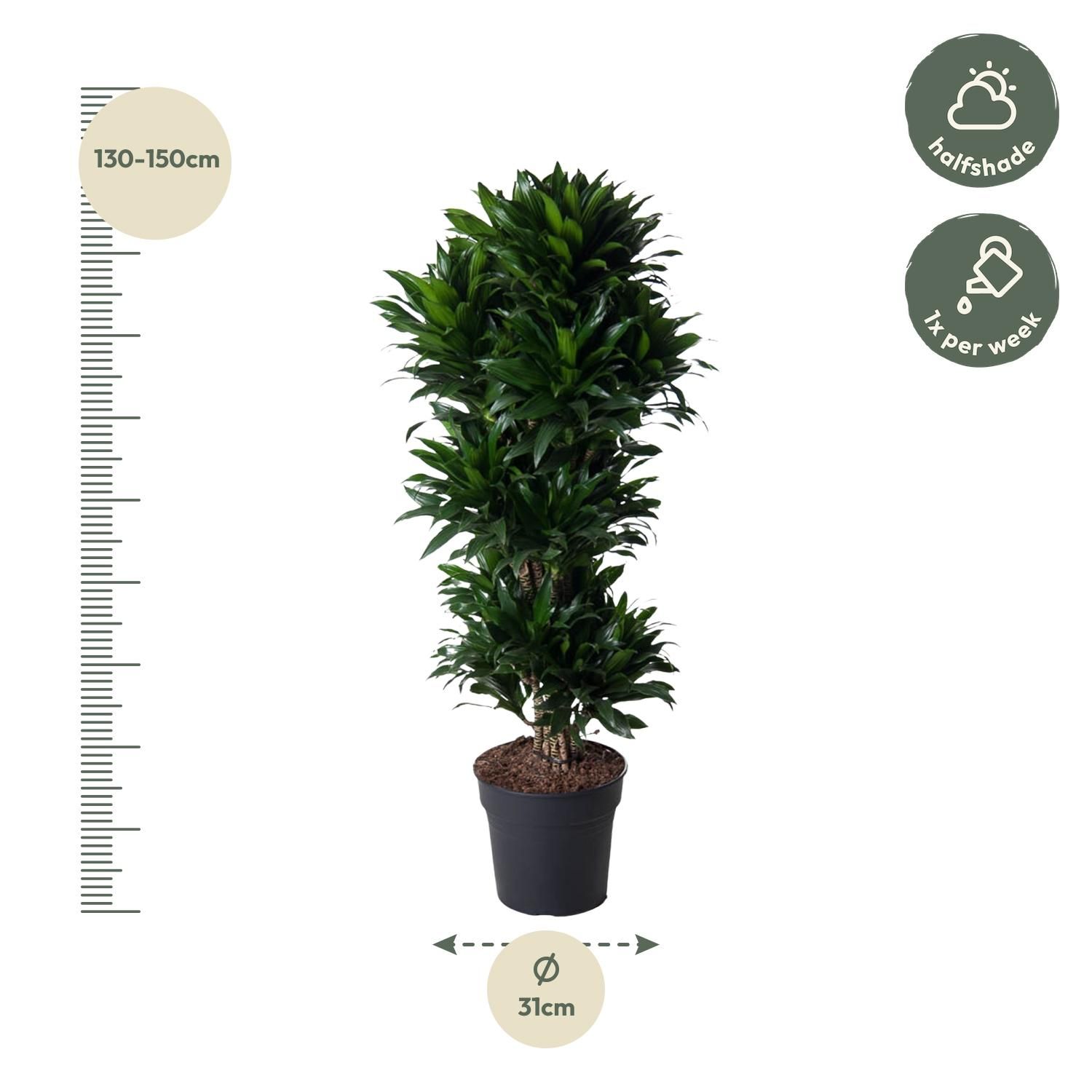 Dracaena Compacta vertakt - 140 cm - ø31 (8721055692317)