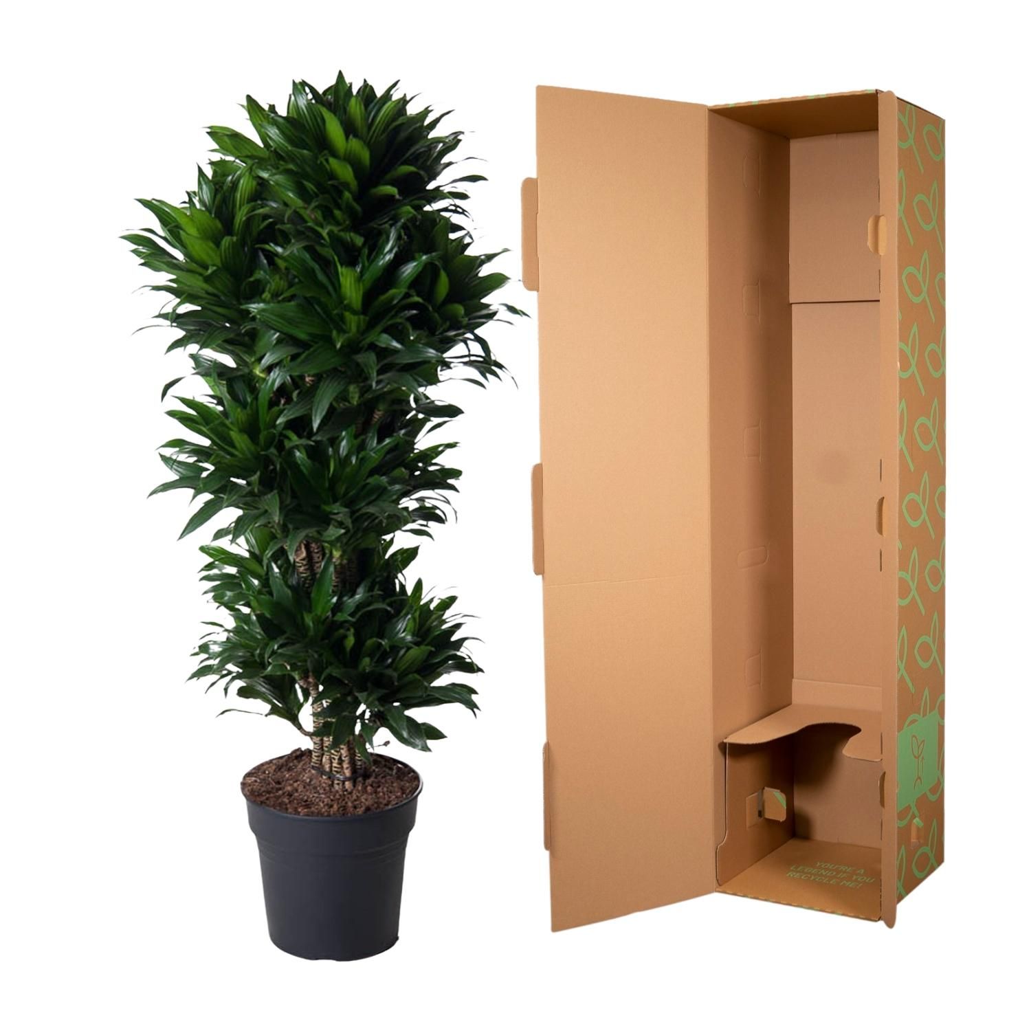 Dracaena Compacta vertakt - 140 cm - ø31 (8721055692317)
