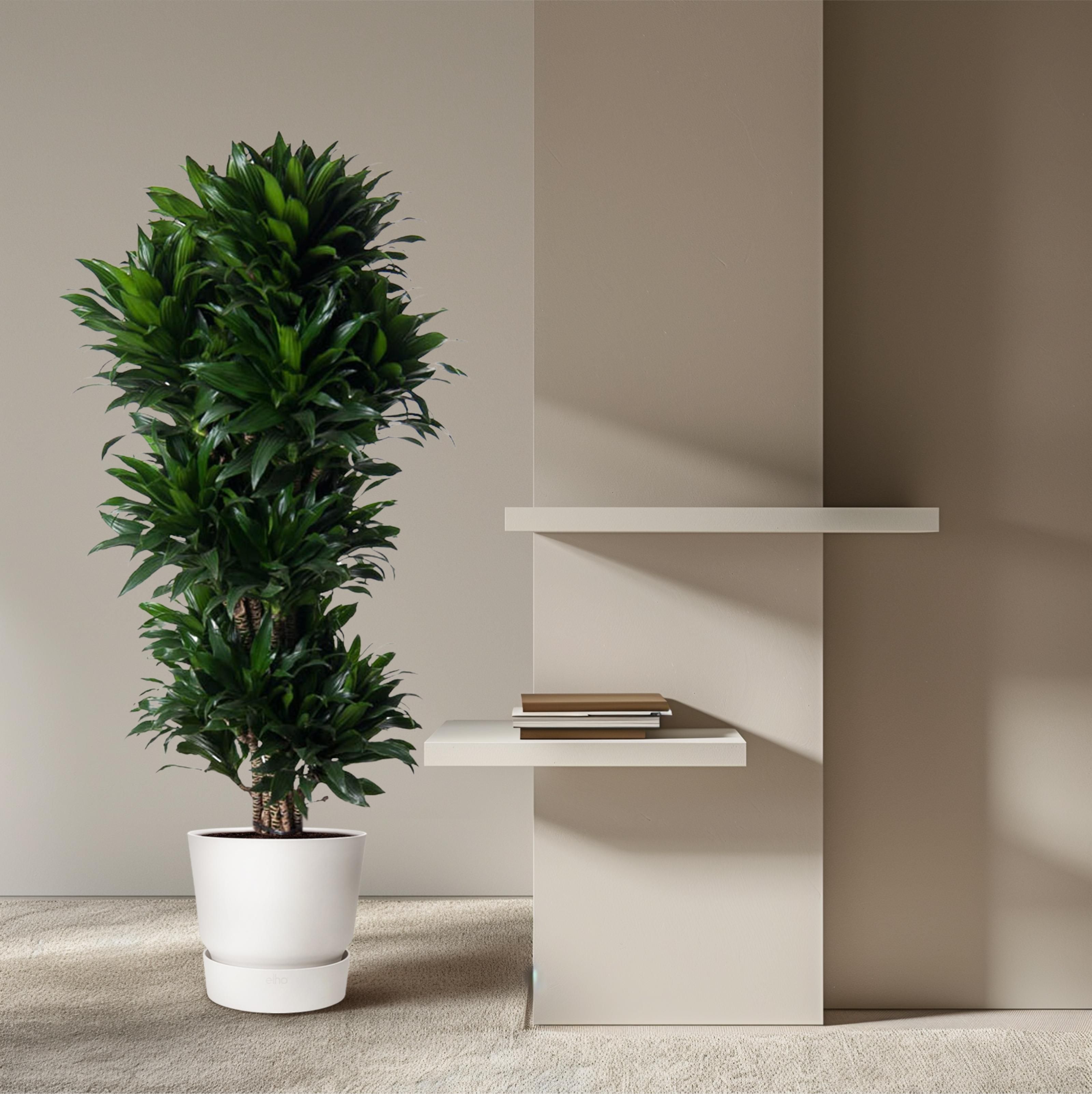 Dracaena Compacta vertakt - 140 cm - ø31 (8721055692317)