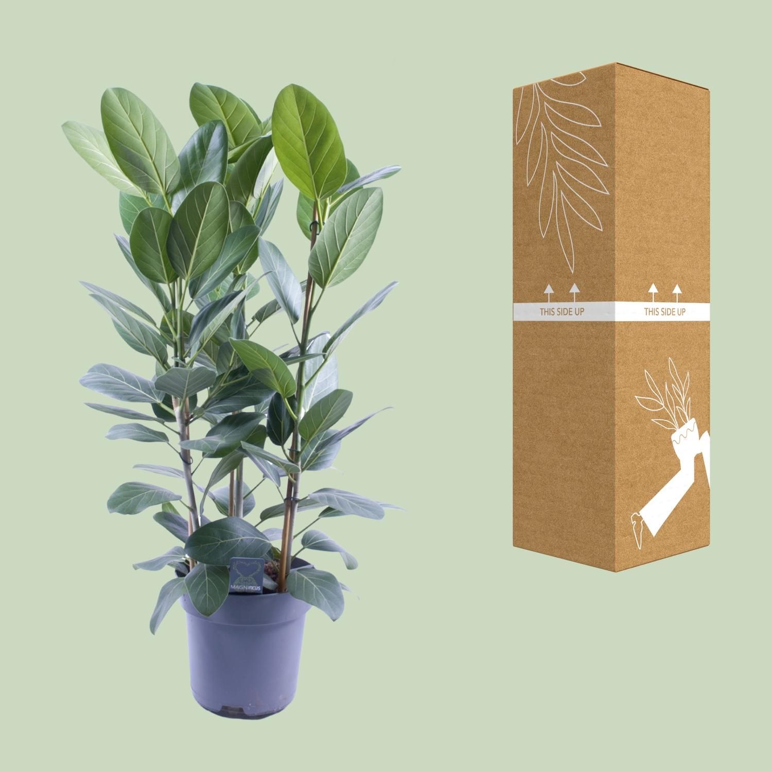 Ficus Audrey Toef 3 stekken (12636)
