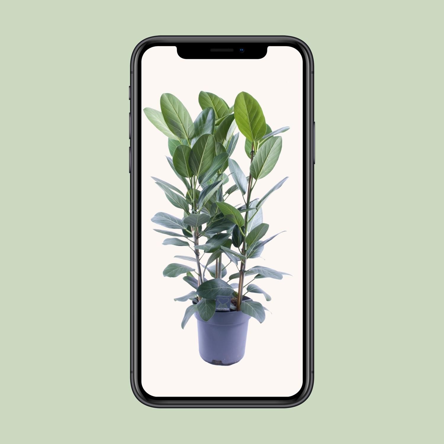 Ficus Audrey Toef 3 stekken (12636)