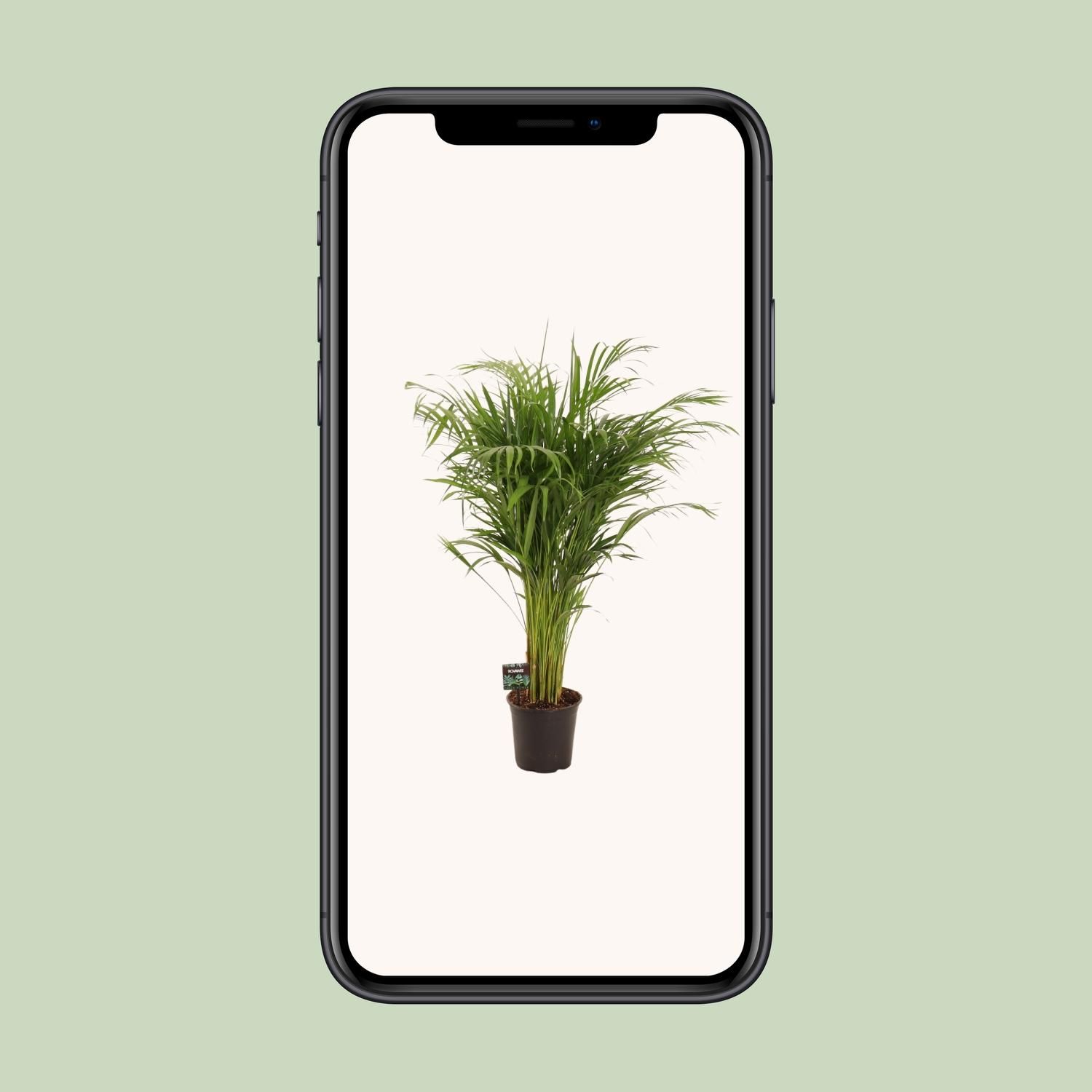 Dypsis Lutescens (11929)