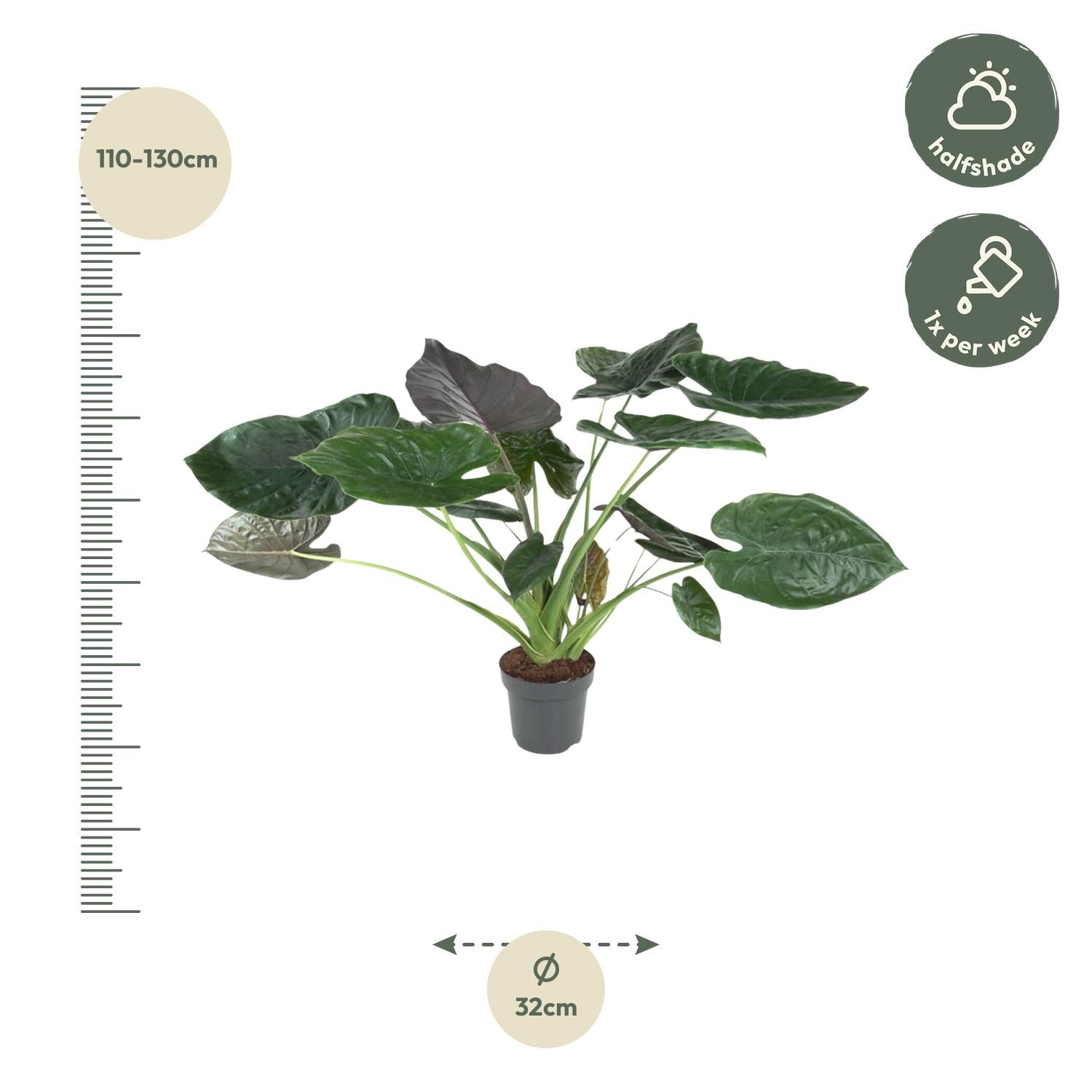 Alocasia Wentii - 120 cm - ø32 (8721055692041)