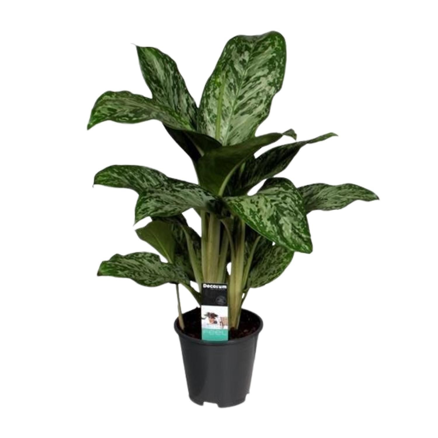Aglaonema Greenlight (Decorum) (27961)