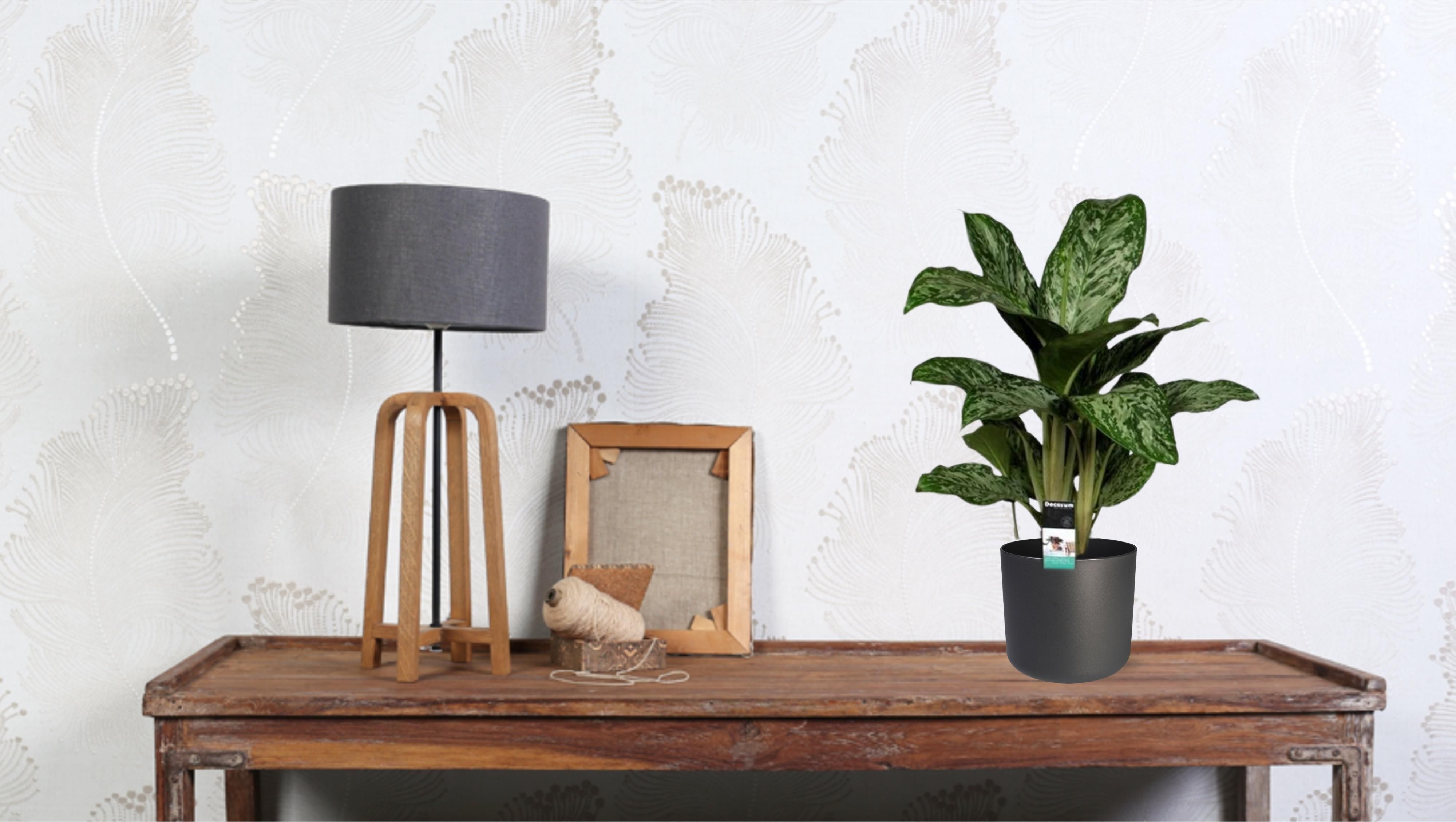 Aglaonema Greenlight (Decorum) (27961)