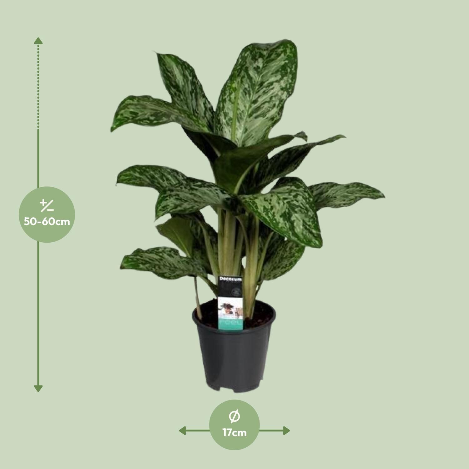 Aglaonema Greenlight (Decorum) (27961)