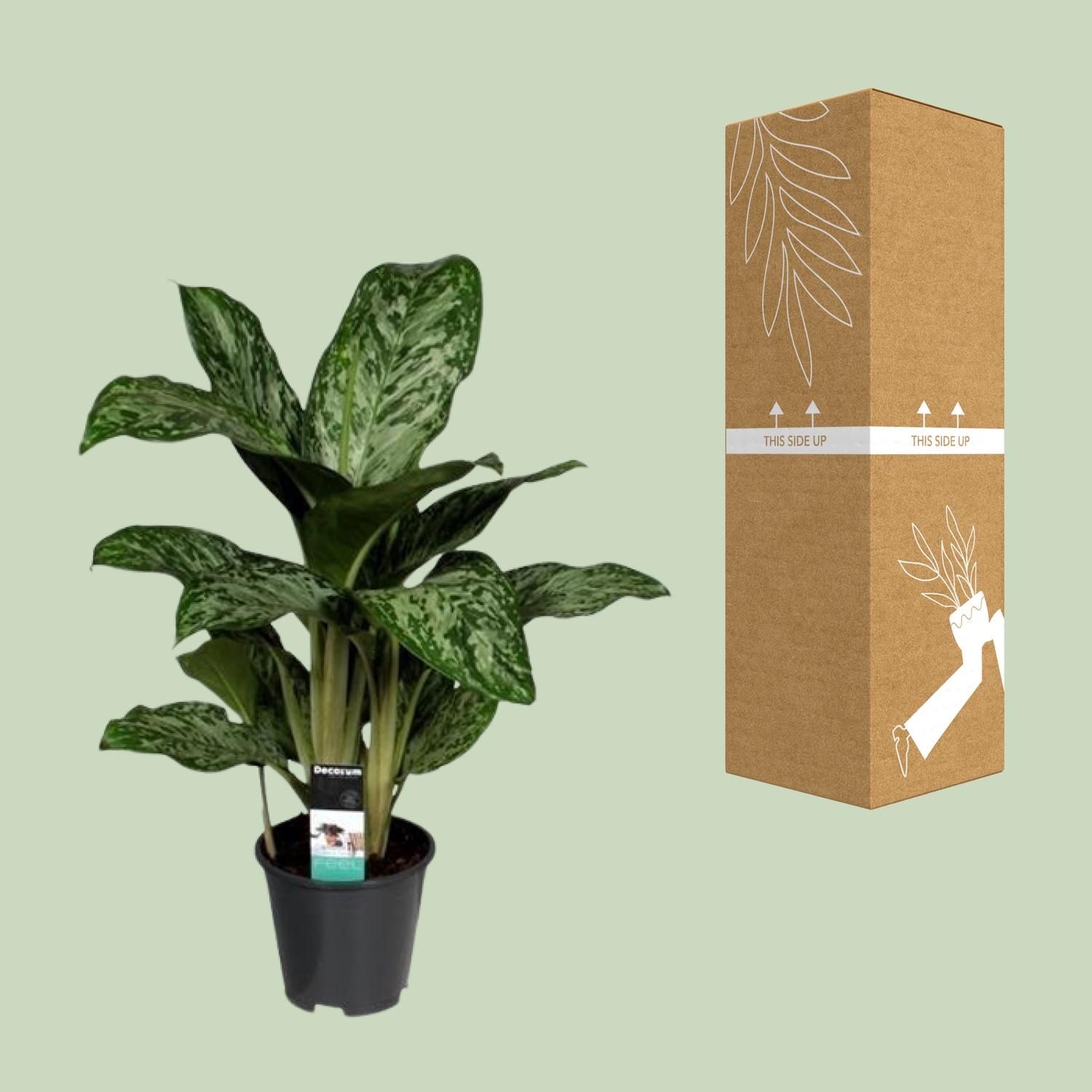 Aglaonema Greenlight (Decorum) (27961)